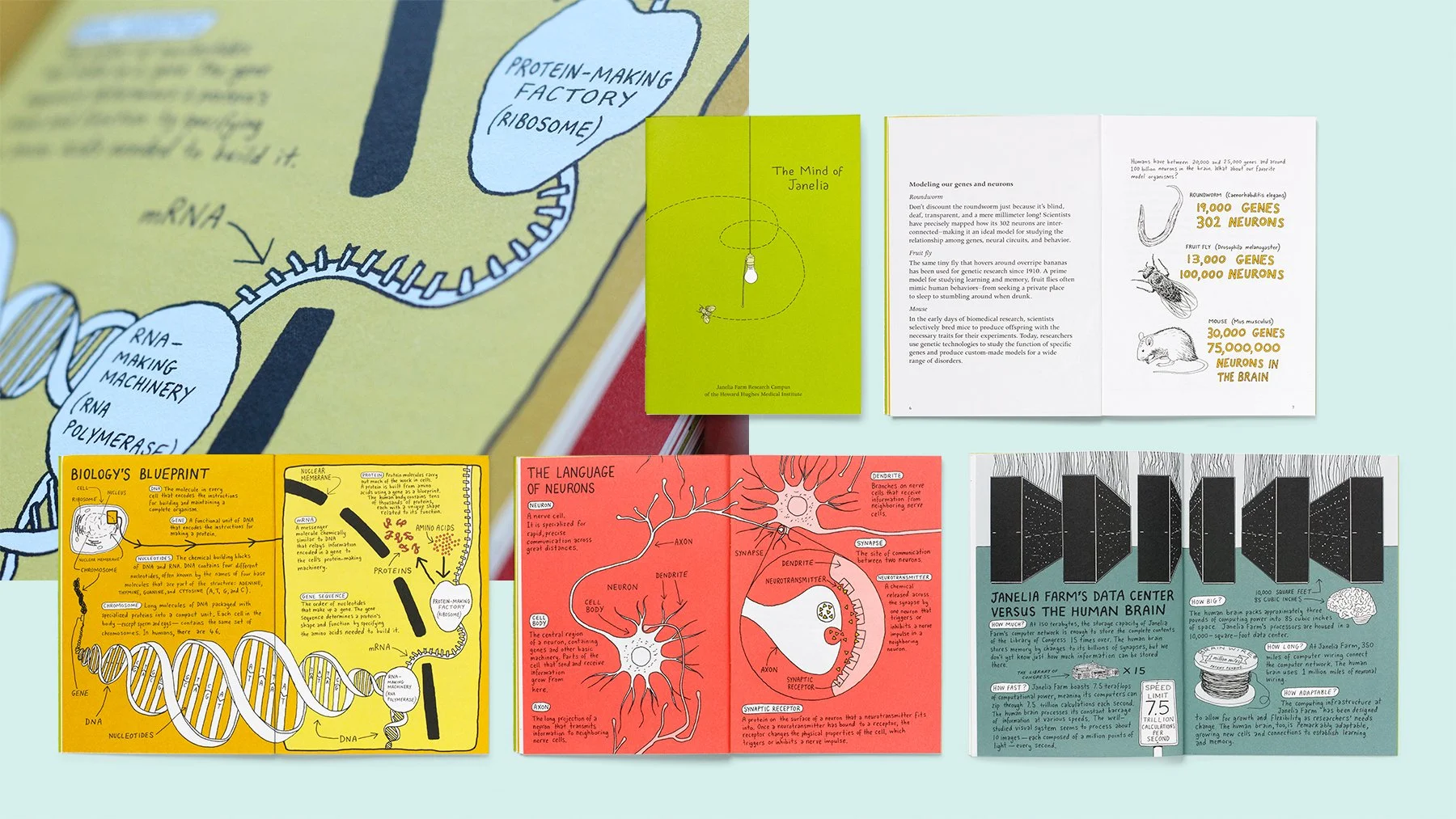 VSA_Janelia Board@0.75x.jpg