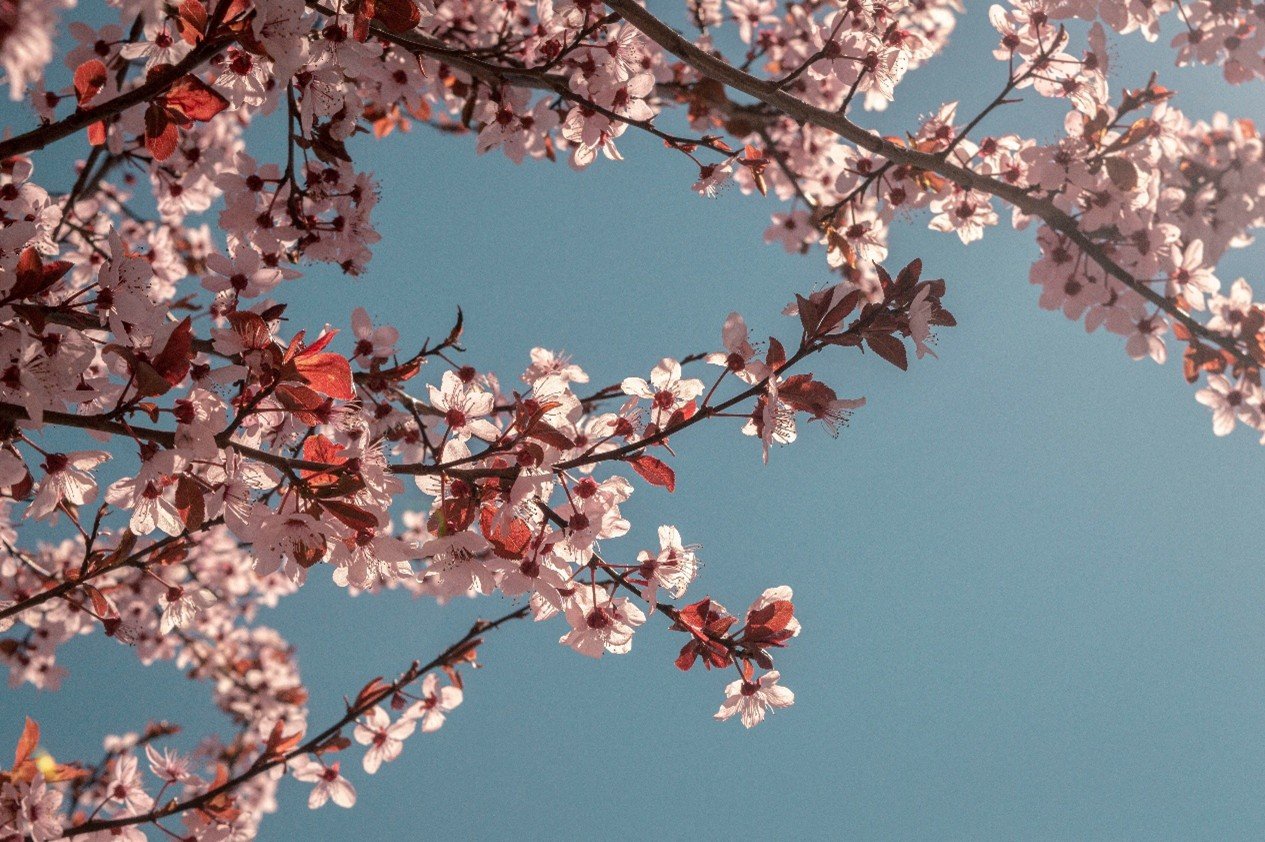 Same Roots, New Branch