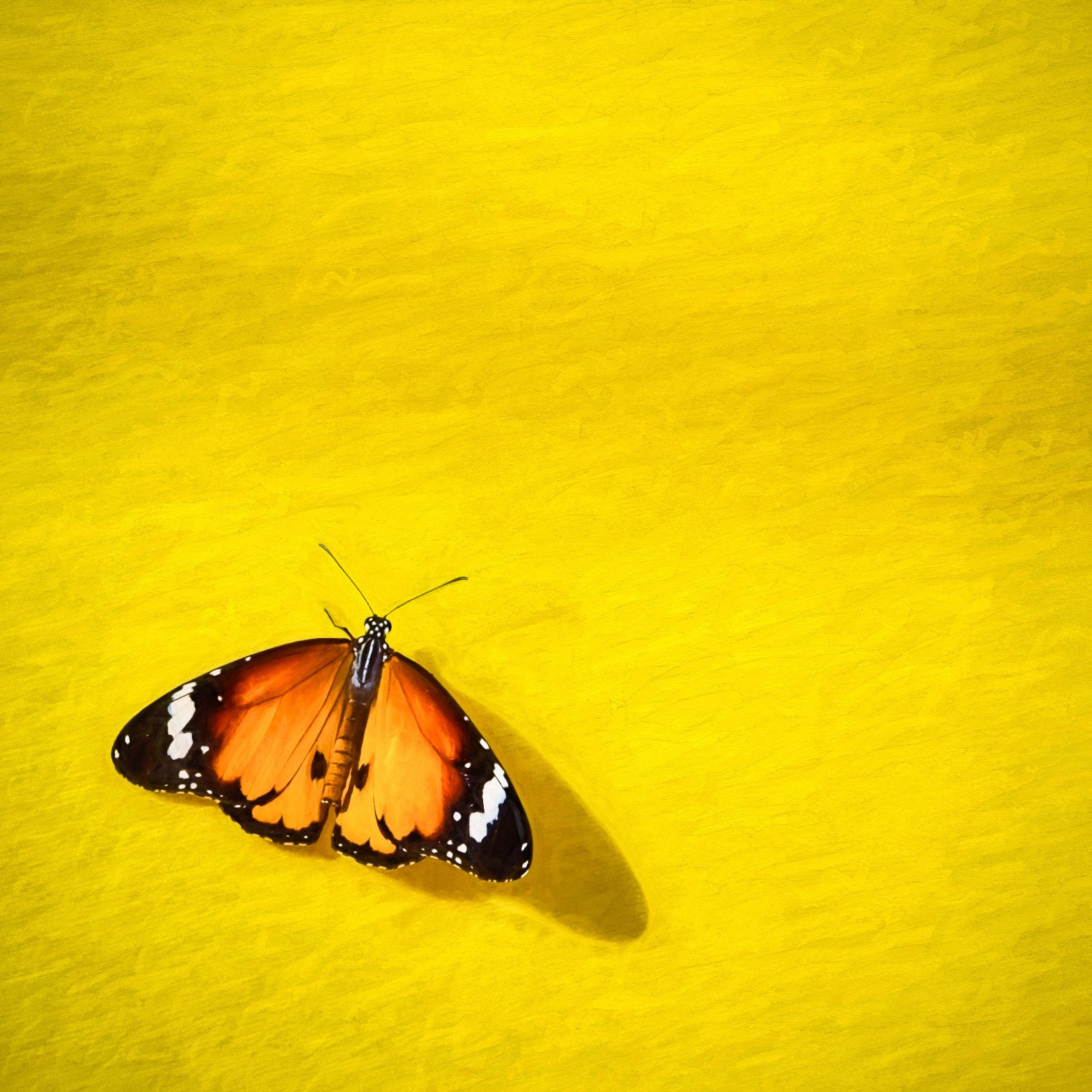 20160322-untitled-4579-Modifier_MAR 2023.jpg