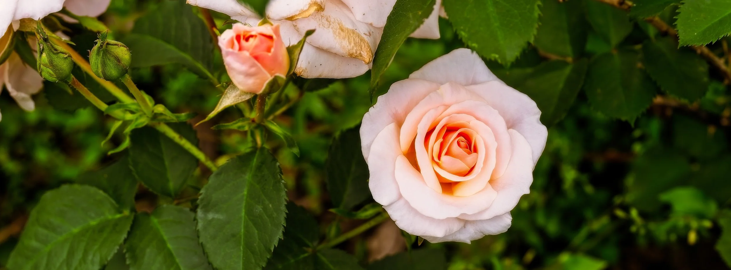 20240610-20240610-20240610-_MLR0066-RAF copy-2.jpg