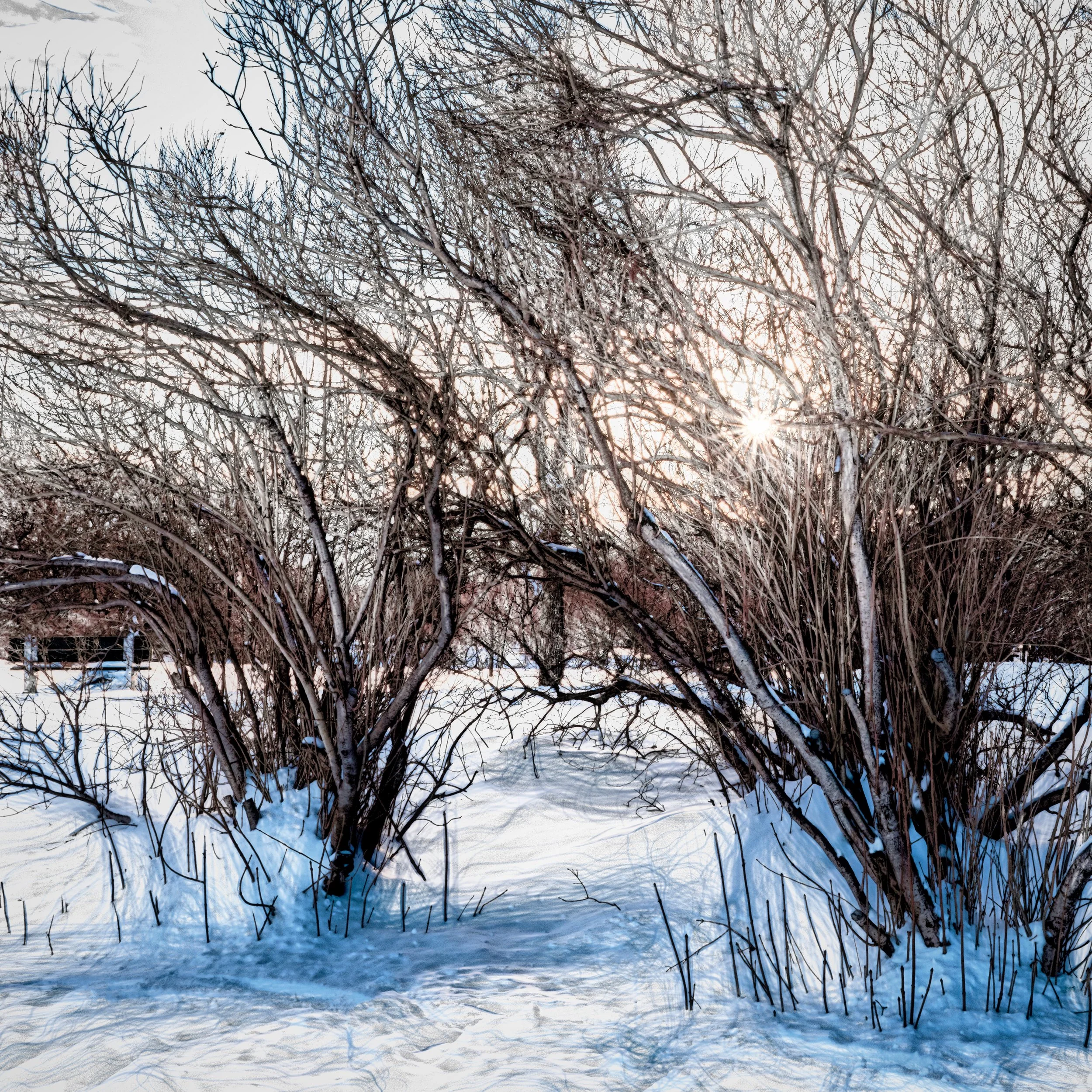 20230124-Plaines d'Abraham 05 FEV 2023    628.jpg