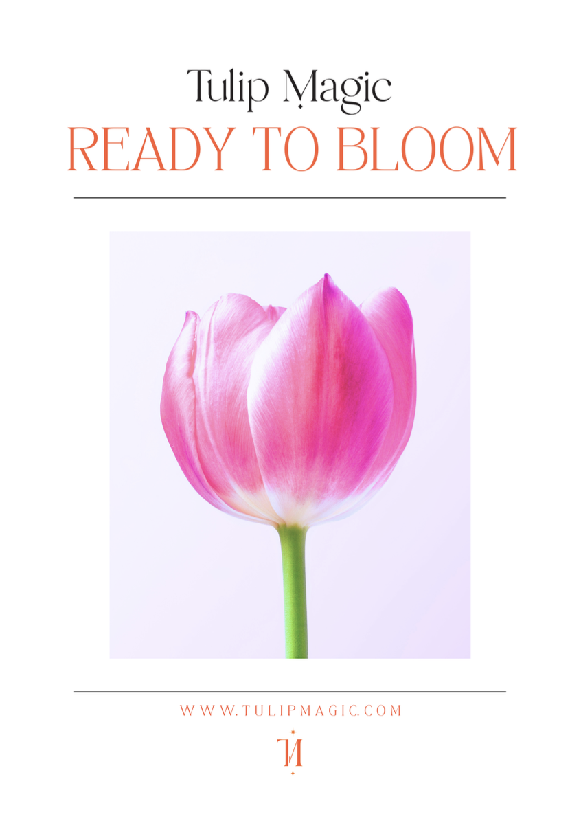 Tulip Magic's Ready to Bloom Packet