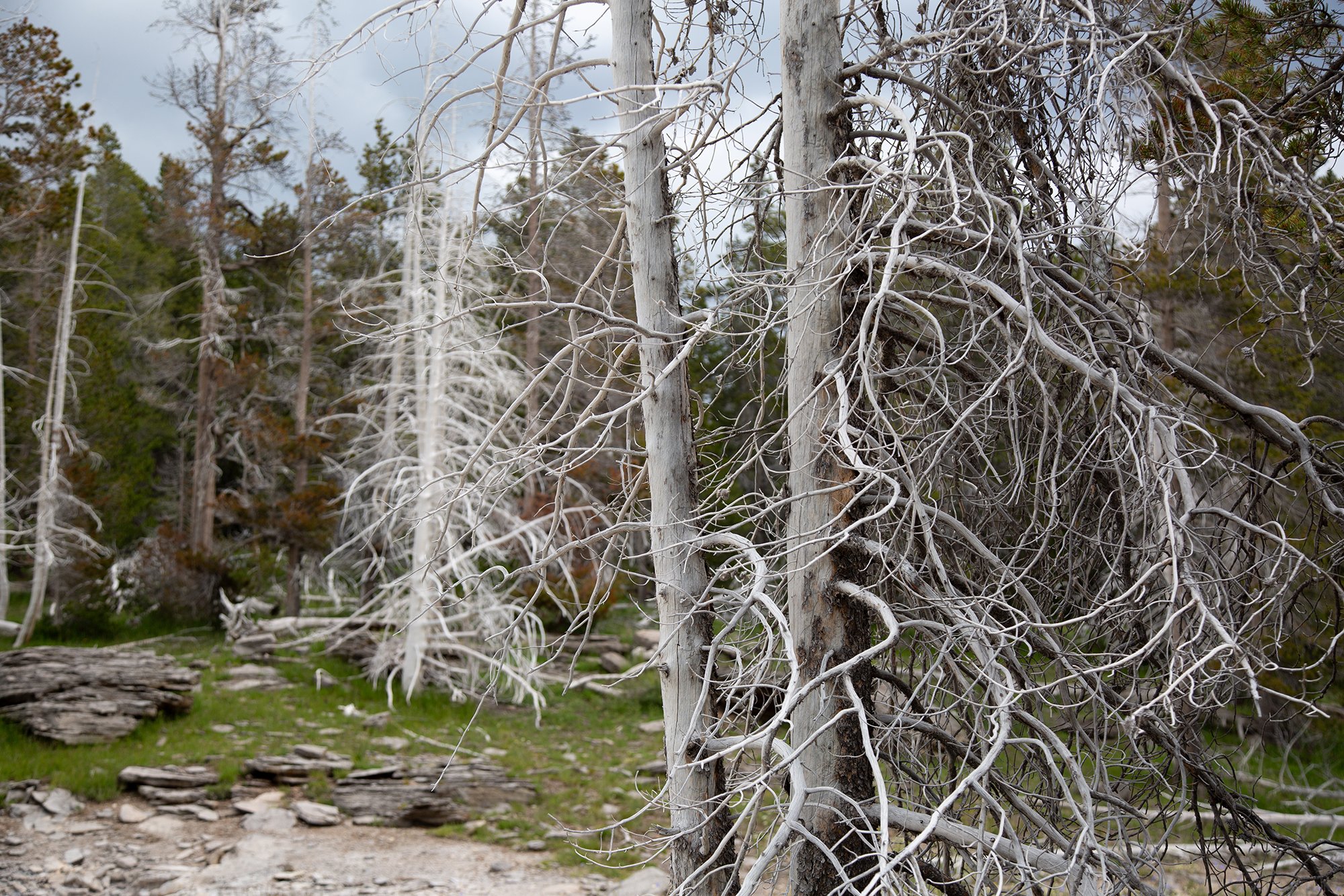 Ghost Trees - Yellowstone