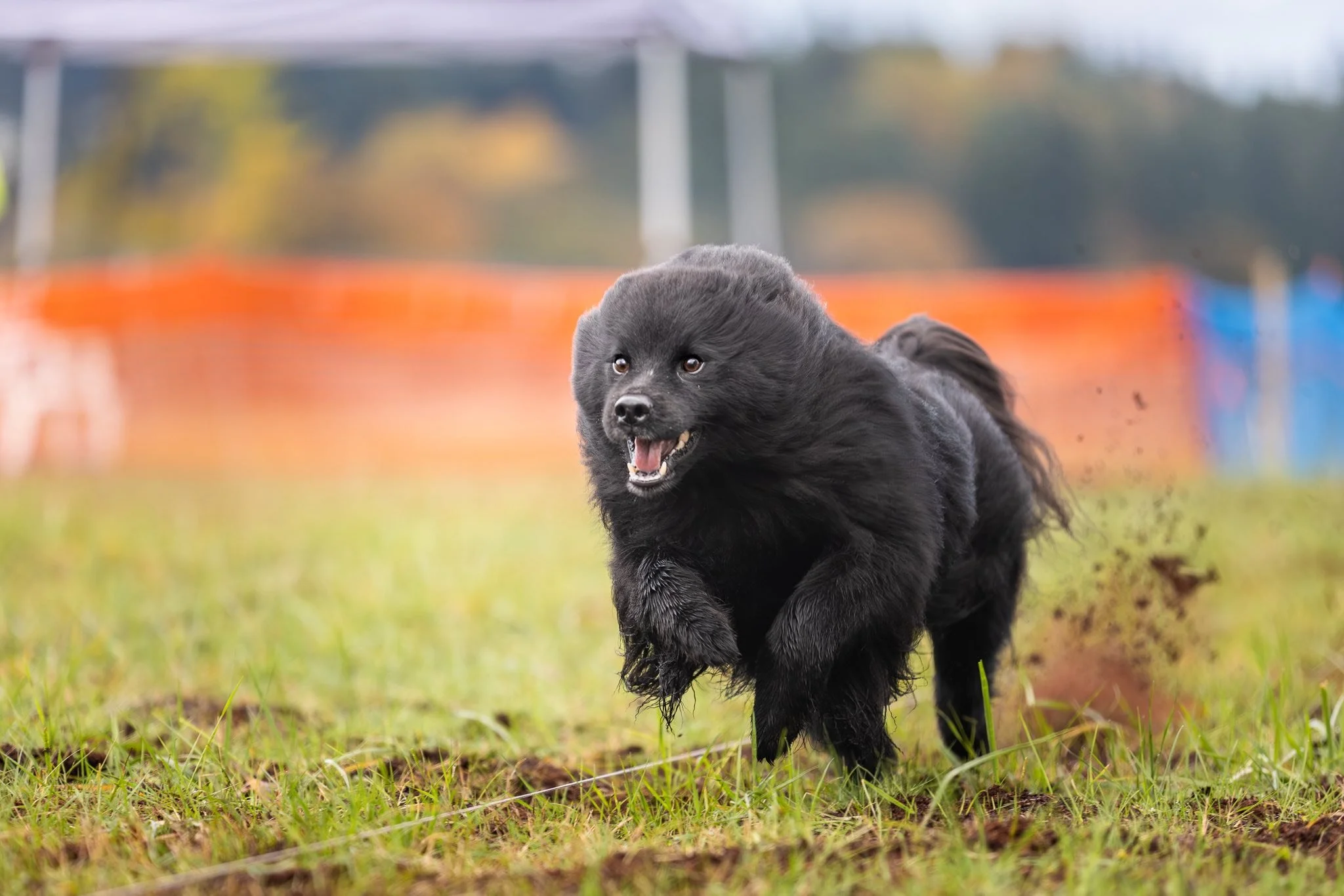 Claryhills Biera Moonshadow (Shadow) at FAST CAT®