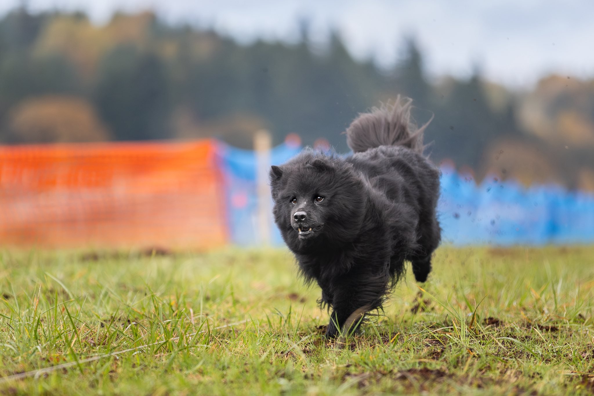 Claryhills Biera Moonshadow (Shadow) FastCAT Morgan Reid2.jpg