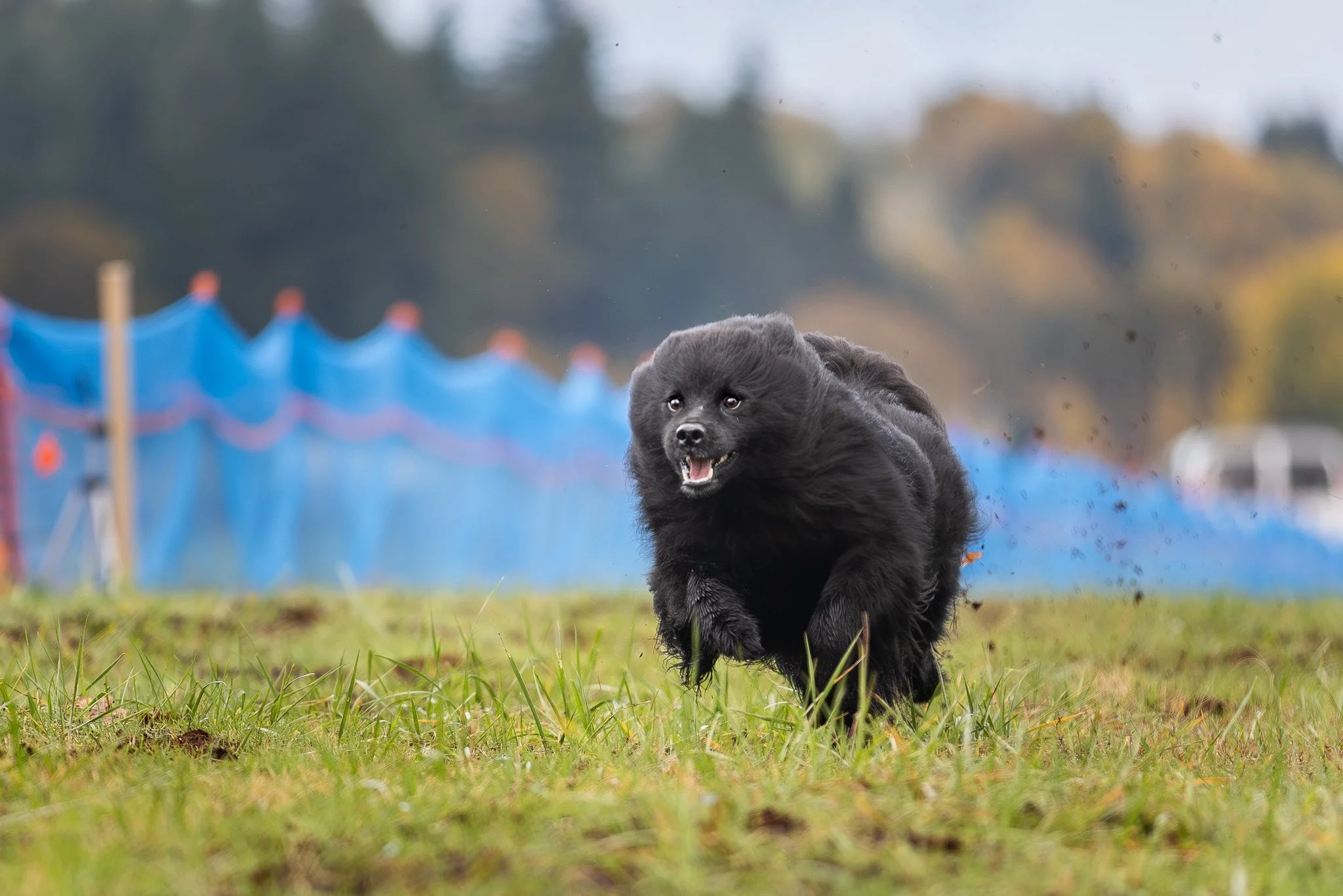 Claryhills Biera Moonshadow (Shadow) FastCAT Morgan Reid3.jpg