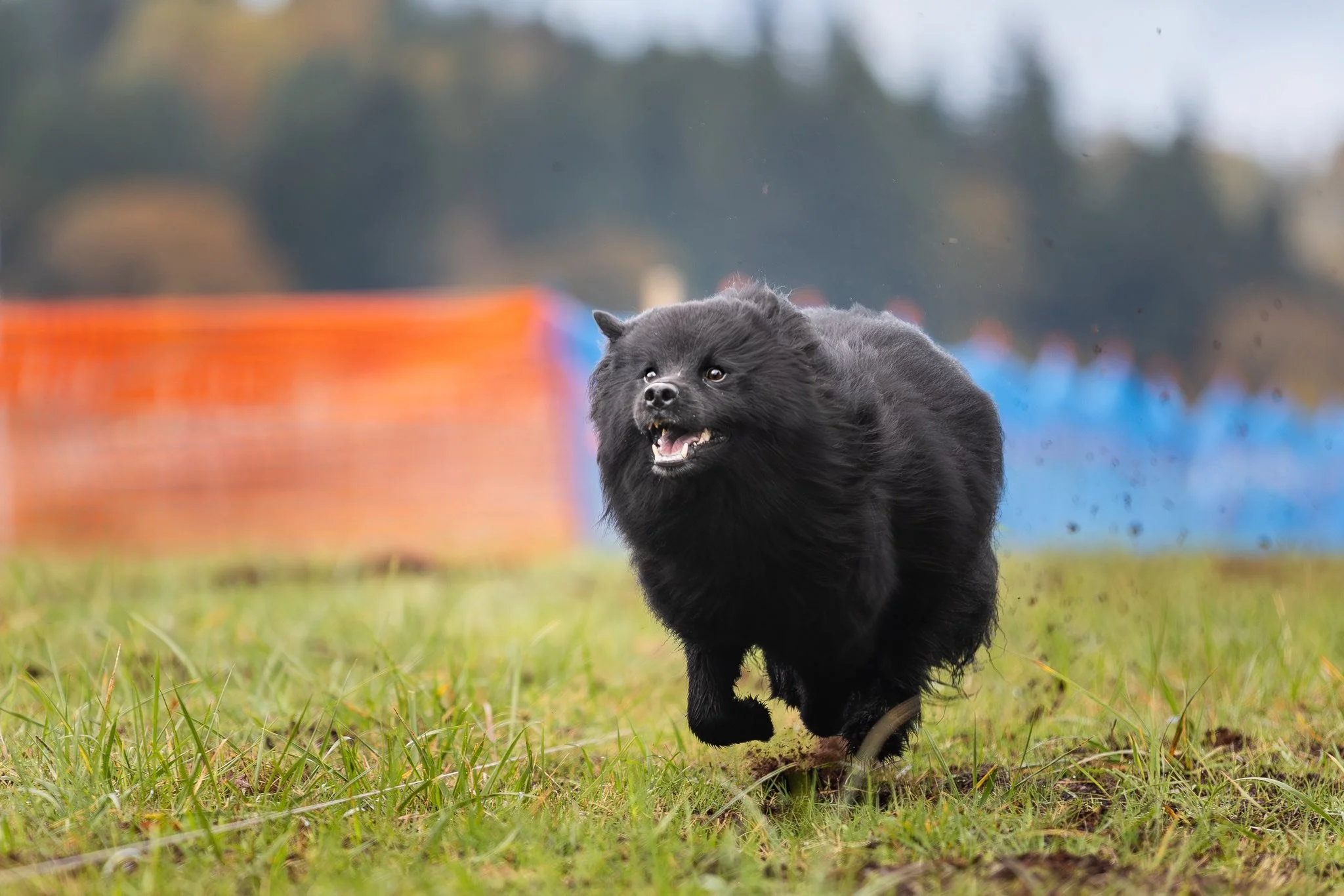 Claryhills Biera Moonshadow (Shadow) FastCAT Morgan Reid4.jpg