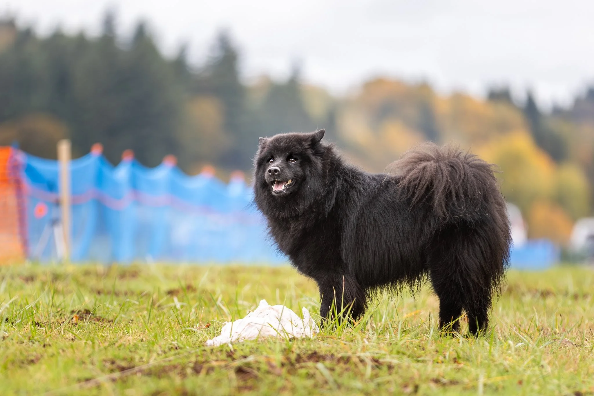 Claryhills Biera Moonshadow (Shadow) FastCAT Morgan Reid7.jpg