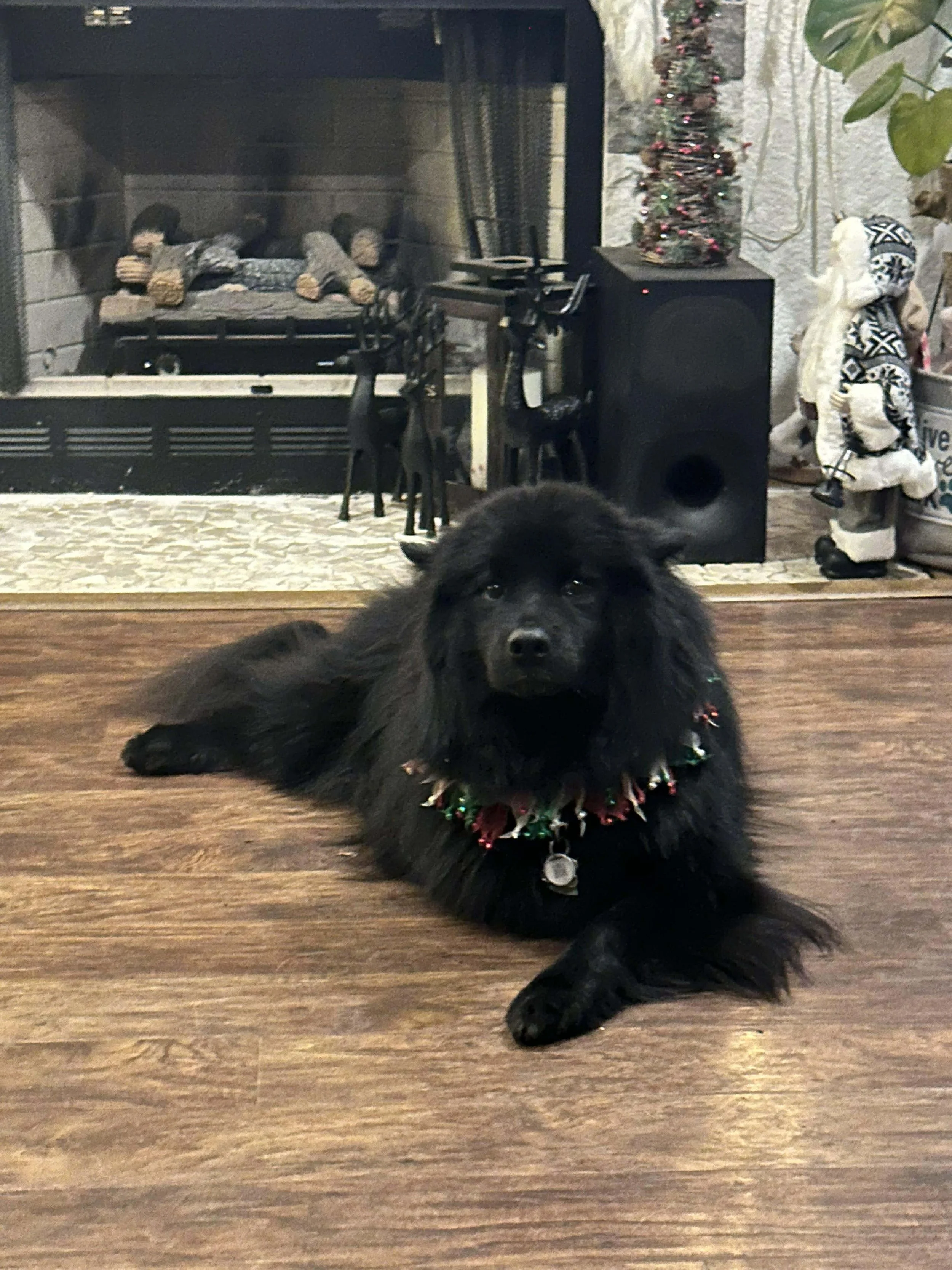 Claryhills Biera Moonshadow (Shadow) by Jeneva Cotton 