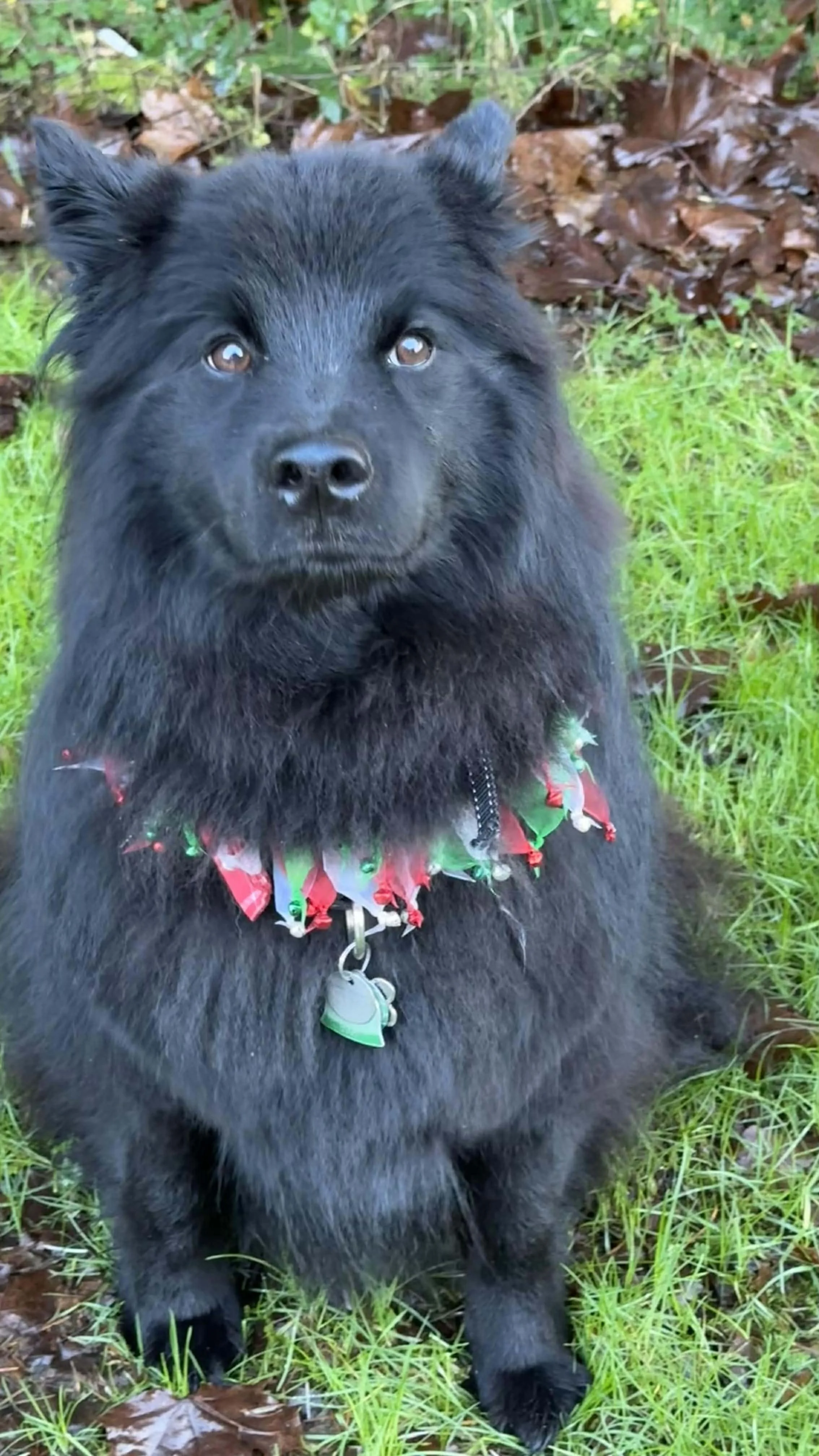 Claryhills Biera Moonshadow (Shadow) by Jeneva Cotton 