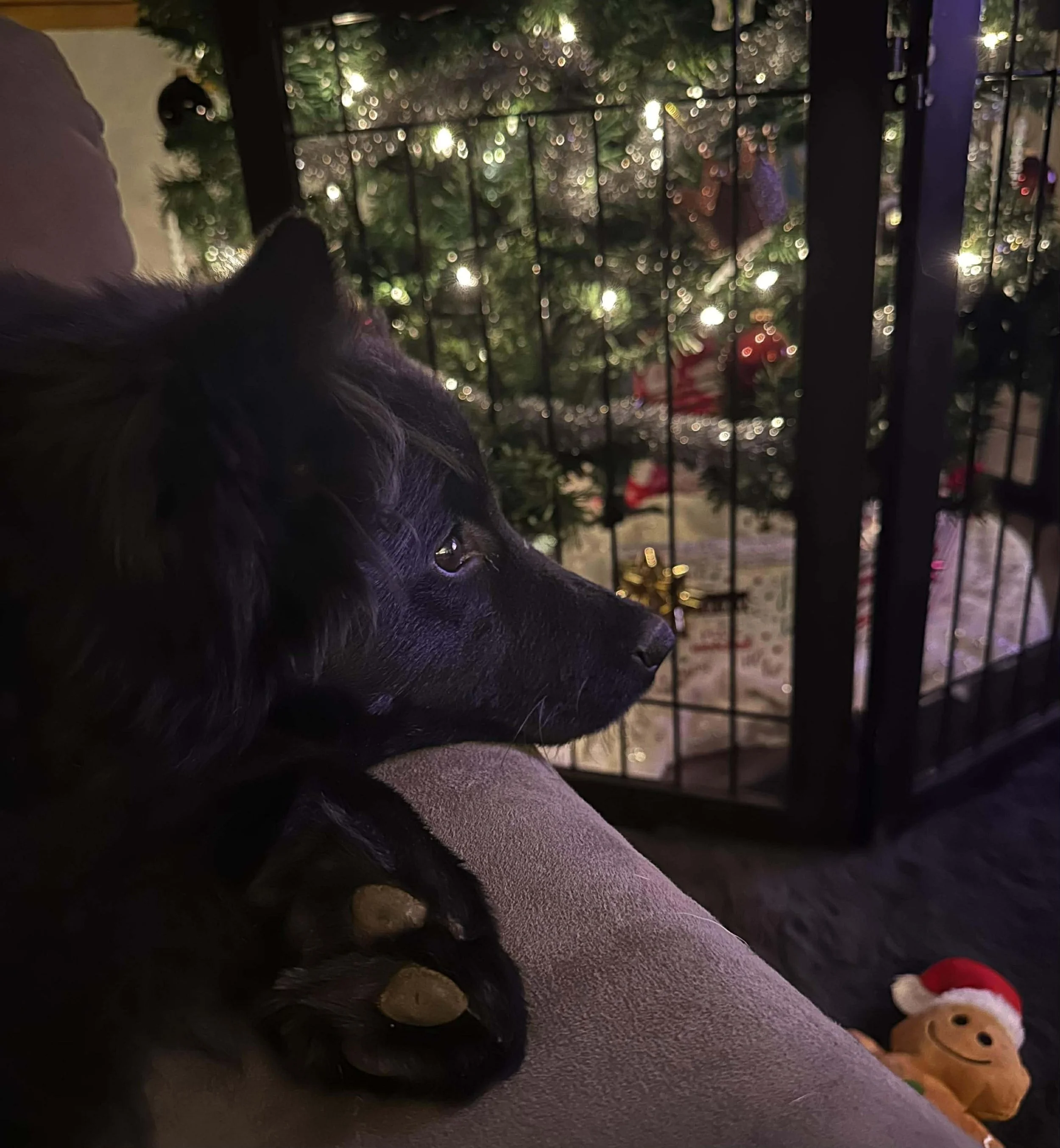 Claryhills Biera Moonshadow (Shadow) by Jeneva Cotton 