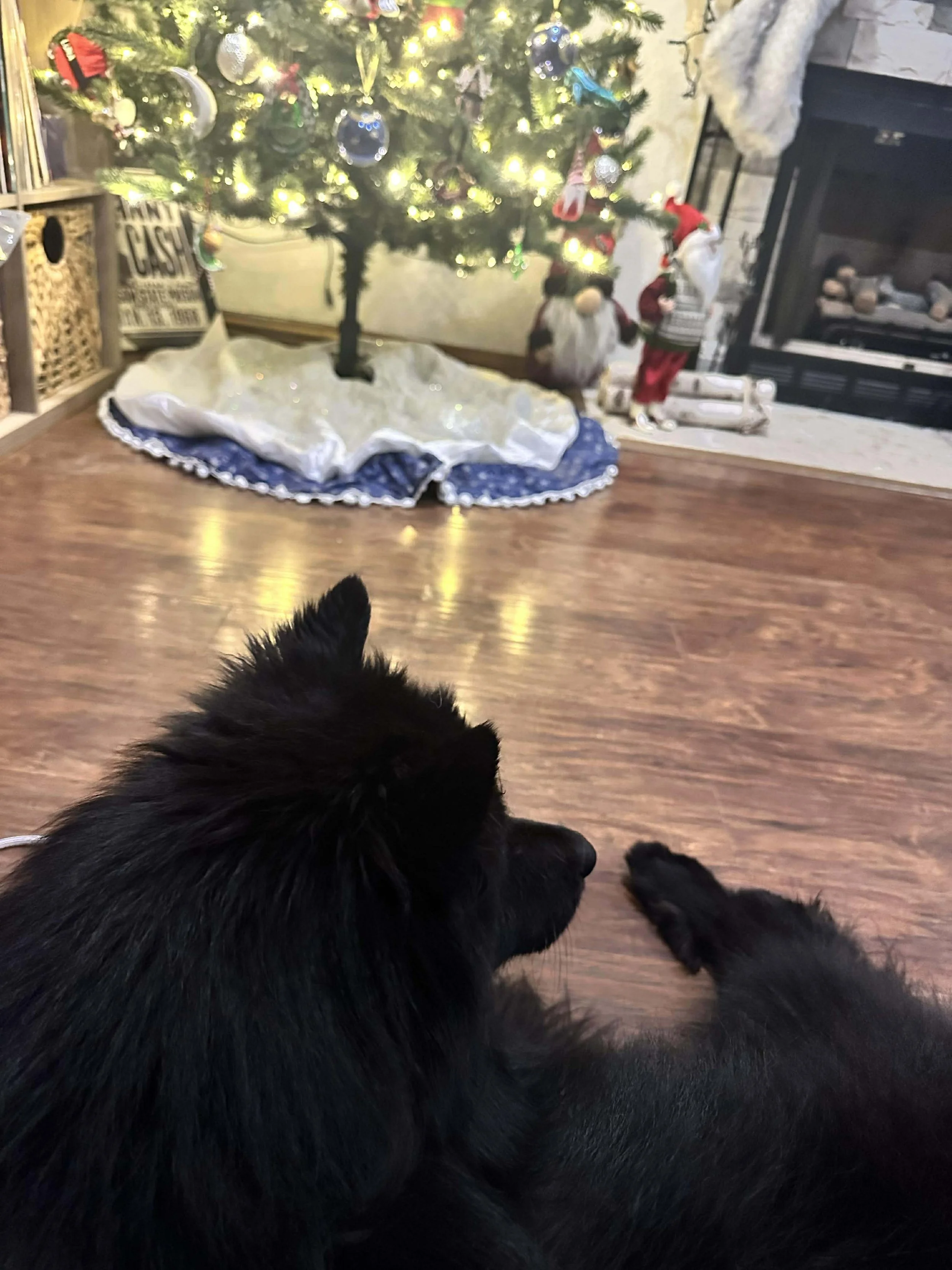 Claryhills Biera Moonshadow (Shadow) by Jeneva Cotton 