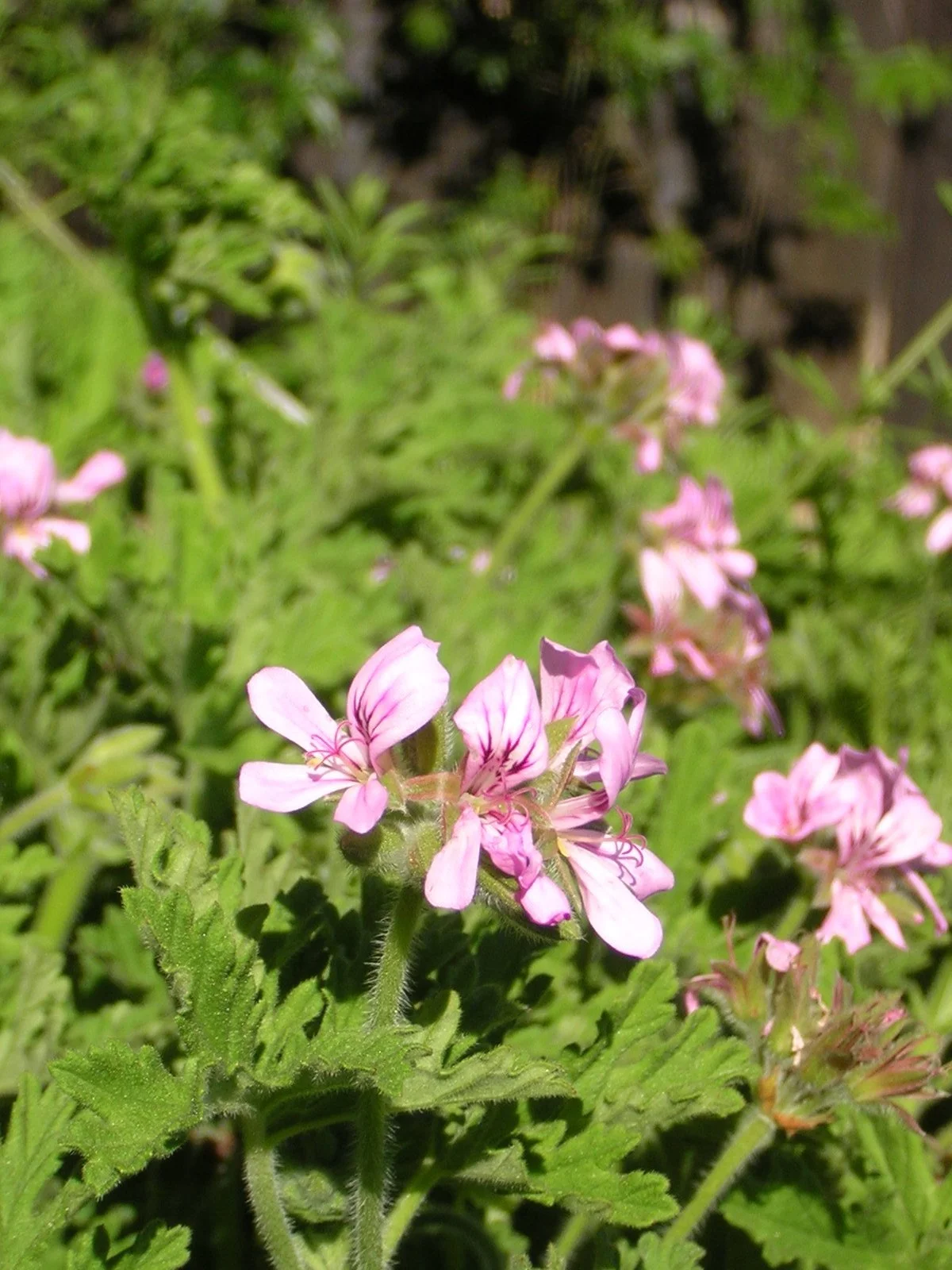 Herbaceous Oils and Upcoming Classes