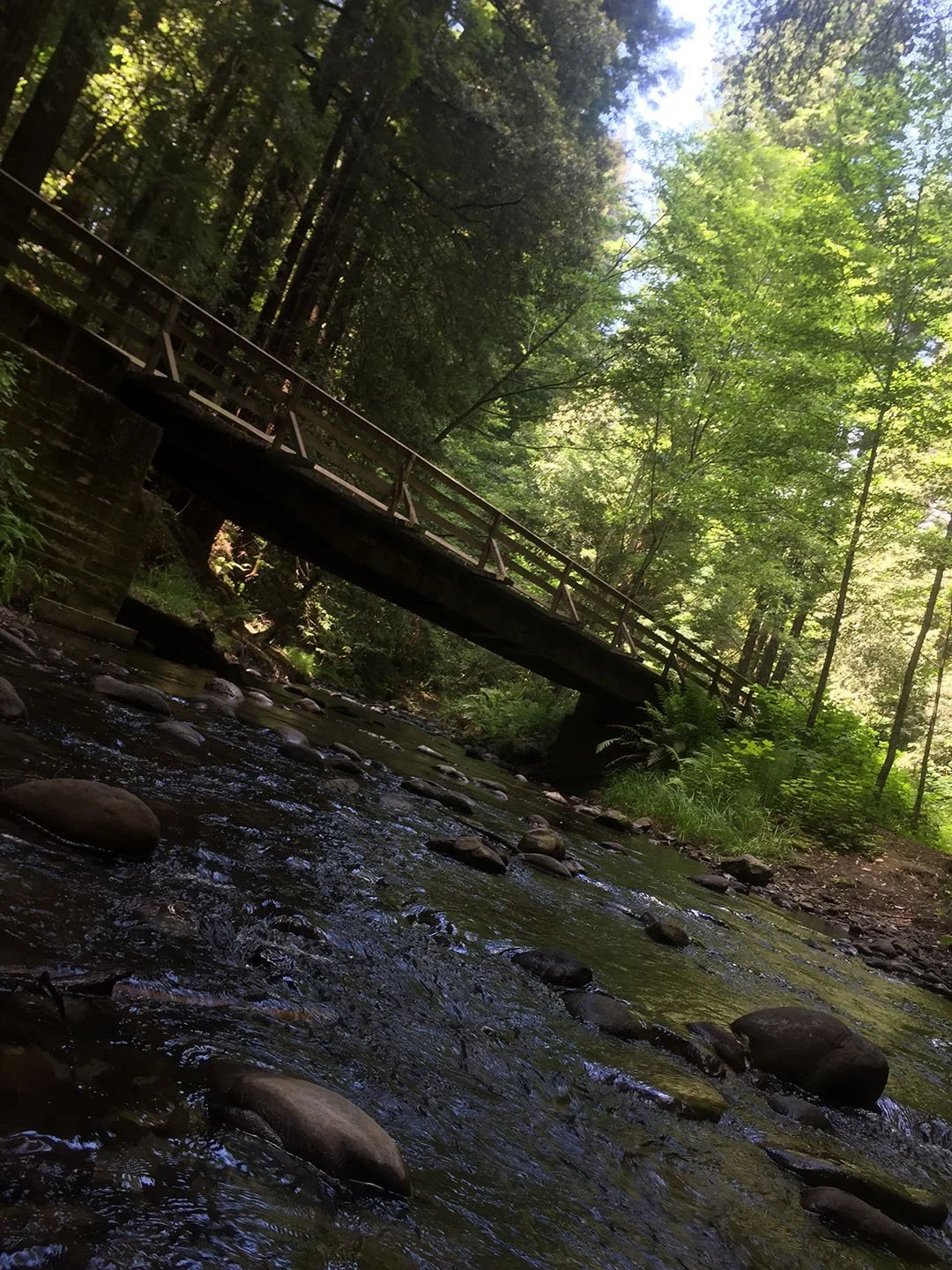 Forest of Nisene.jpeg