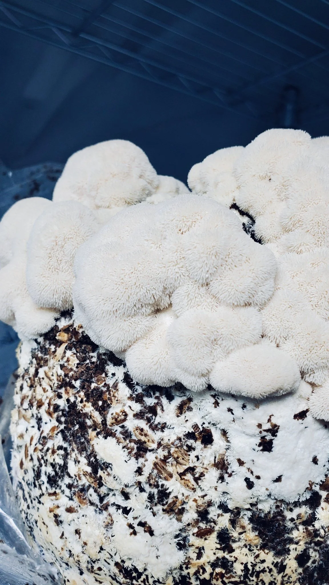 Lions Mane.jpg