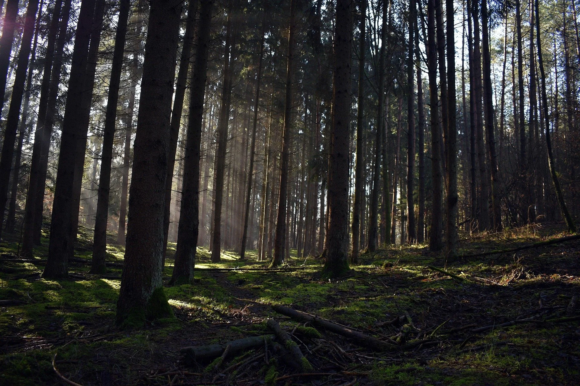 AI adoption in the shadow of robodebt