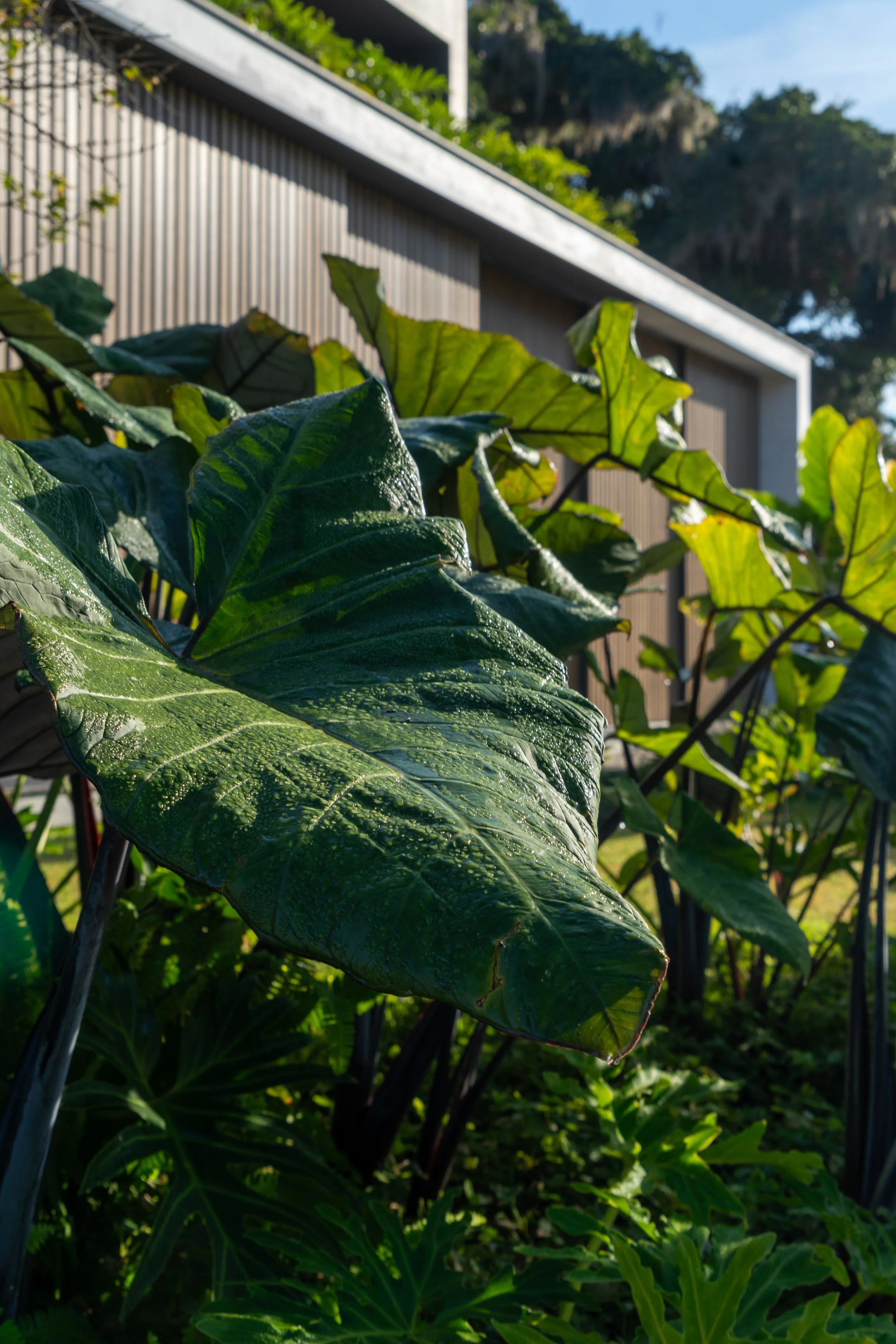 EXTERNAOSORIO EXTRA 08 Studio Bloco.jpg