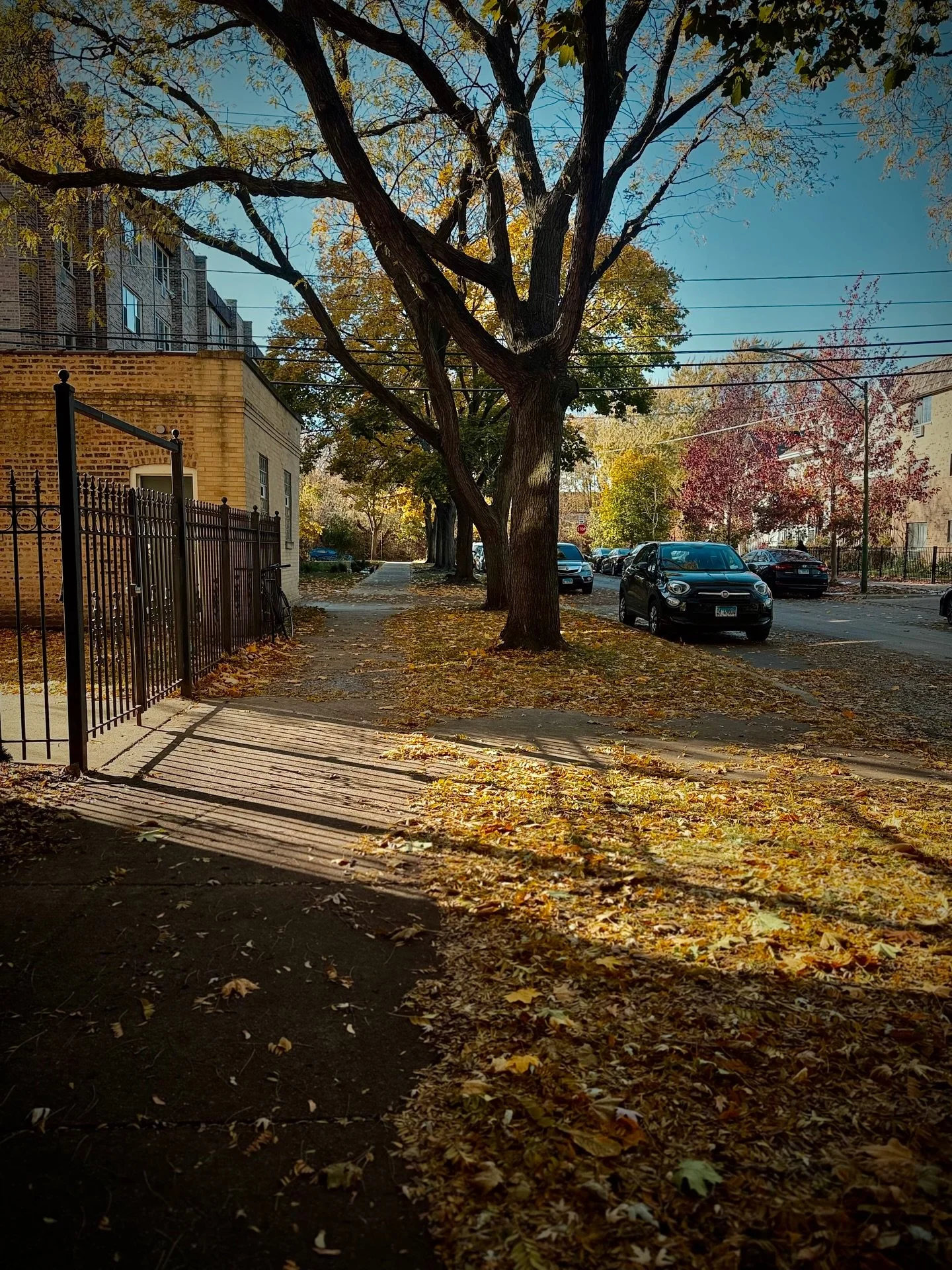 The city feels different when the leaves start to let go.

Fall in Chicago isn&rsquo;t polite. It&rsquo;s orange graffiti on gray skies, it&rsquo;s goodbye season in a city that never learned how to whisper.
 Sometimes things have to die to get free 