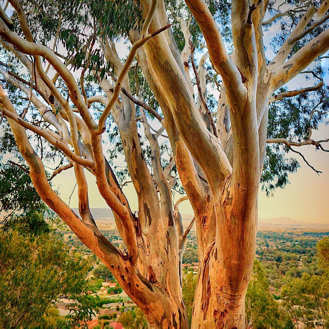 A stately Blakely&rsquo;s. Eucalyptus blakelyi on Fed Hill, Wodonga. Because the base of the tree is hidden down the steep hillside, we get to look in to its amazing canopy at eye level.

#alburywodongalocalnativeplants #nativeplantnursery #Northeast