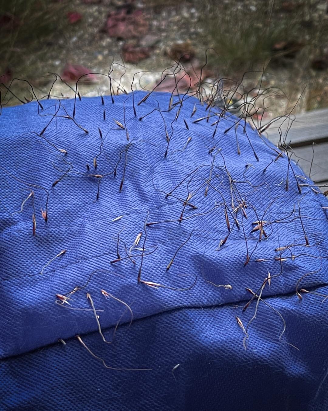 When you choose the wrong vessel to carry Kangaroo grass heads&hellip;. Hmm, probably should have just planted the bag 🤣🤣🤣🤣🤣

#australiannativegrasses #australiannativegrass #nativeplantnursery #alburywodongalocalnativeplants #plantninja #Northe