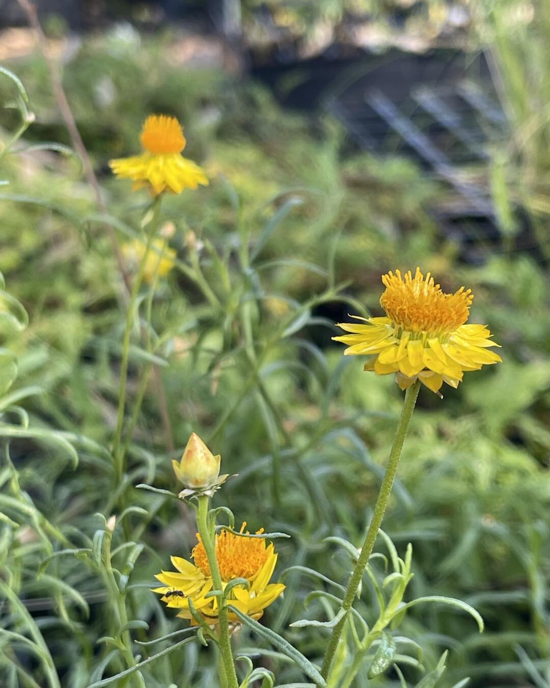 Yellow sticky everlastings. In stock and flowering right now&hellip;,. Yep the very ones in the pic could be yours 😳👏🏻👏🏻🌱🌱🌱🎉🎉🎉🥳🥳🥳. Retail Open Fri &amp; Saturday 

#alburywodongalocalnativeplants #nativeplantnursery #NortheastVictoria #