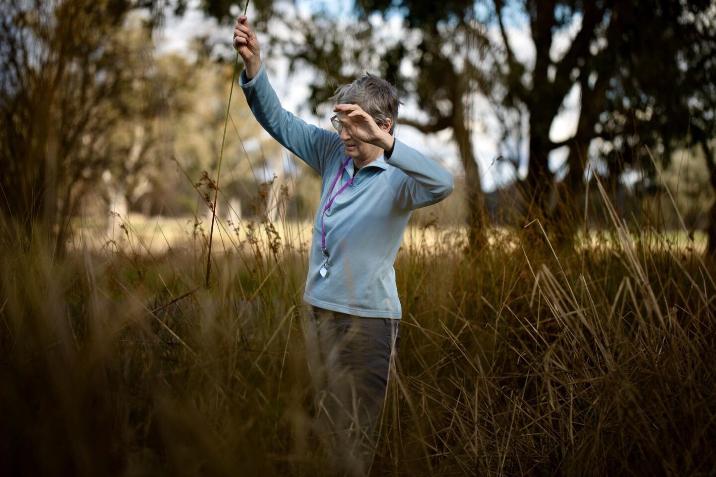 Wetland plants require a certain, um, dedication to identify.  One arm holding the specimen, the other for balance and squelchy, squishy sounds from underfoot. Roadside fun at Baranduda 🤩🤩🛶🛶🧟🧟🌱🌱🌱🌱
#alburywodongalocalnativeplants #nativeplan