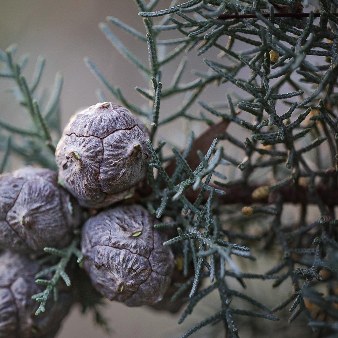 Murray Pine. It seems the River Redgums, the mighty river reds, steal most of the glory in the postcard tree department. And whilst the reds are truly spectacular, there&rsquo;s something stately (if somewhat smaller) about our native pines.

You&rsq