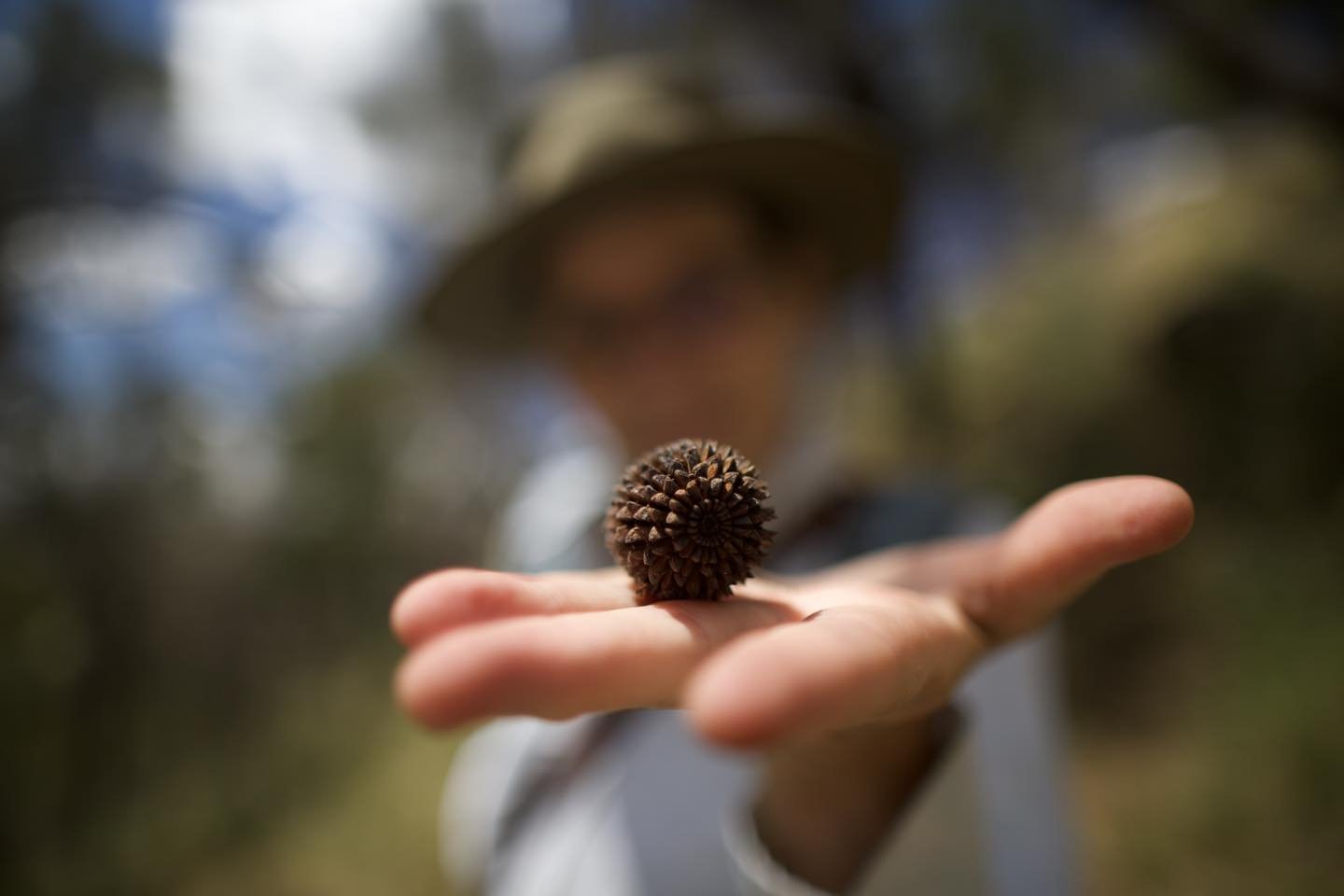 A drooping sheoak cone, right? Well yes, but look deeper&hellip;.

Notice how the slope of the hill behind is nearly 45 degrees! Yep, reaching this ragged stand on the north side of Mt Baranduda was certainly an off- track adventure.  But there was n