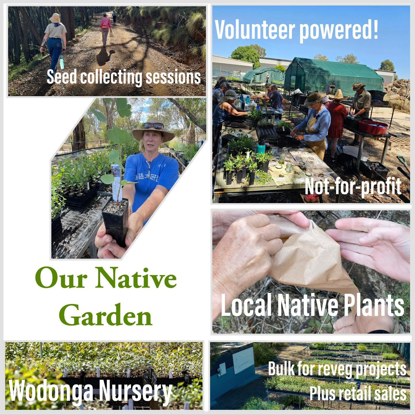 Retail open Friday and Saturday 🍃🍃🌱🌱🍃🍃🌱🌱🤩🤩🤩💥💥💥

Local native plants from the Albury/Wodonga region.

#alburywodongalocalnativeplants #localnativeplants #alburywodongasurrounds #localnativeplantsforlocalnativeanimals #plantswithapurpose