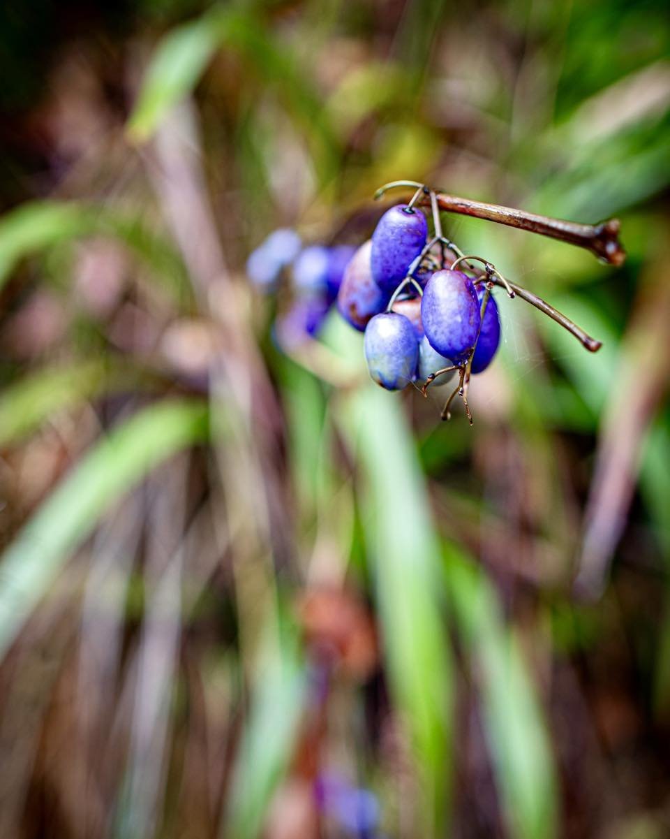 Dianella - one of the handsome strappy understory plants you&rsquo;ll see all around our local remnant bushland. 

📸 ONG
