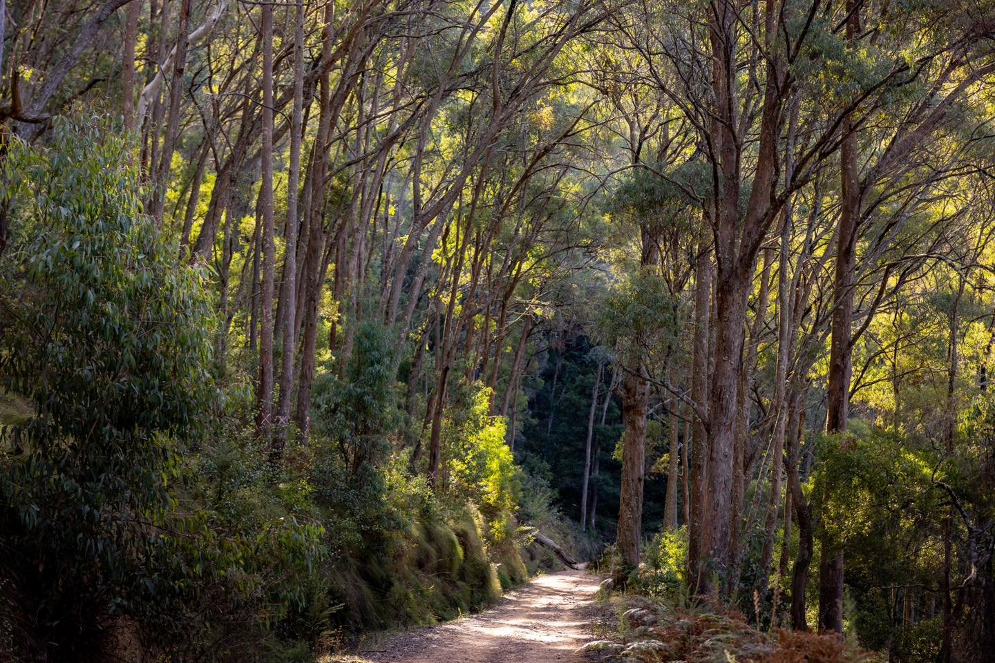 In stark contrast to the open woodlands we find on the Wodonga hills (thinking Huon, Mcpharlands, Fed, Mahers) we have this. Heavily wooded with Peppermints, Brittle gums, blue gums and understory for days! Lockarts gap is a short drive from Sandy cr