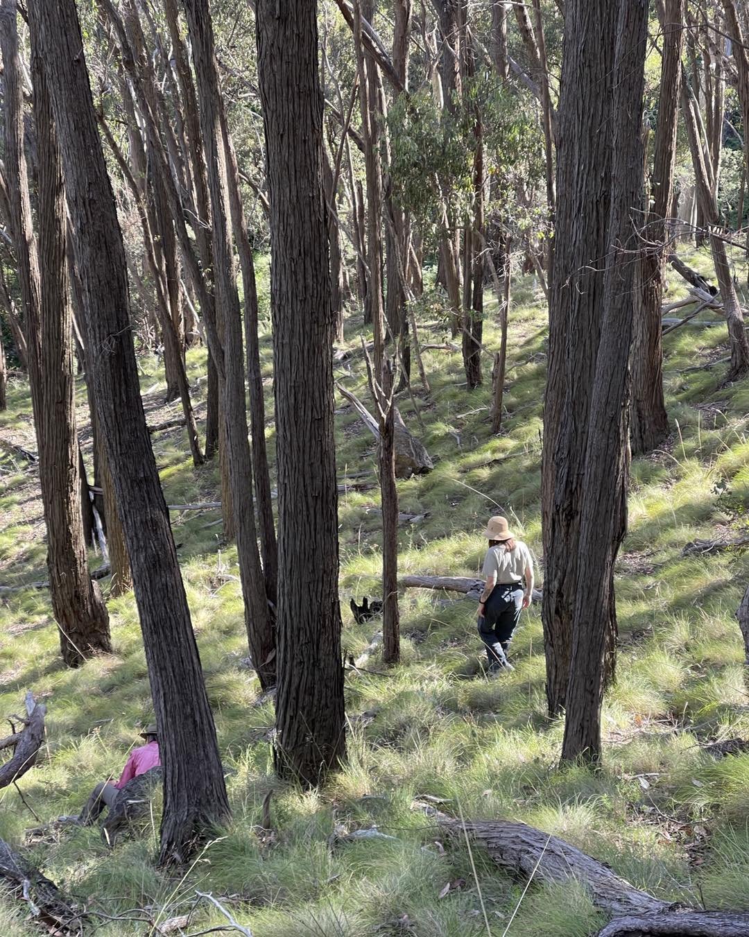 An off track seed collection foray for 2 of our volunteers. This northeast facing hillside is typical of this section of Mt Murramurrangbong (near Kiewa). Mostly red stringybarks with occasional Brittle gums. And a grassland dominated by red anther w