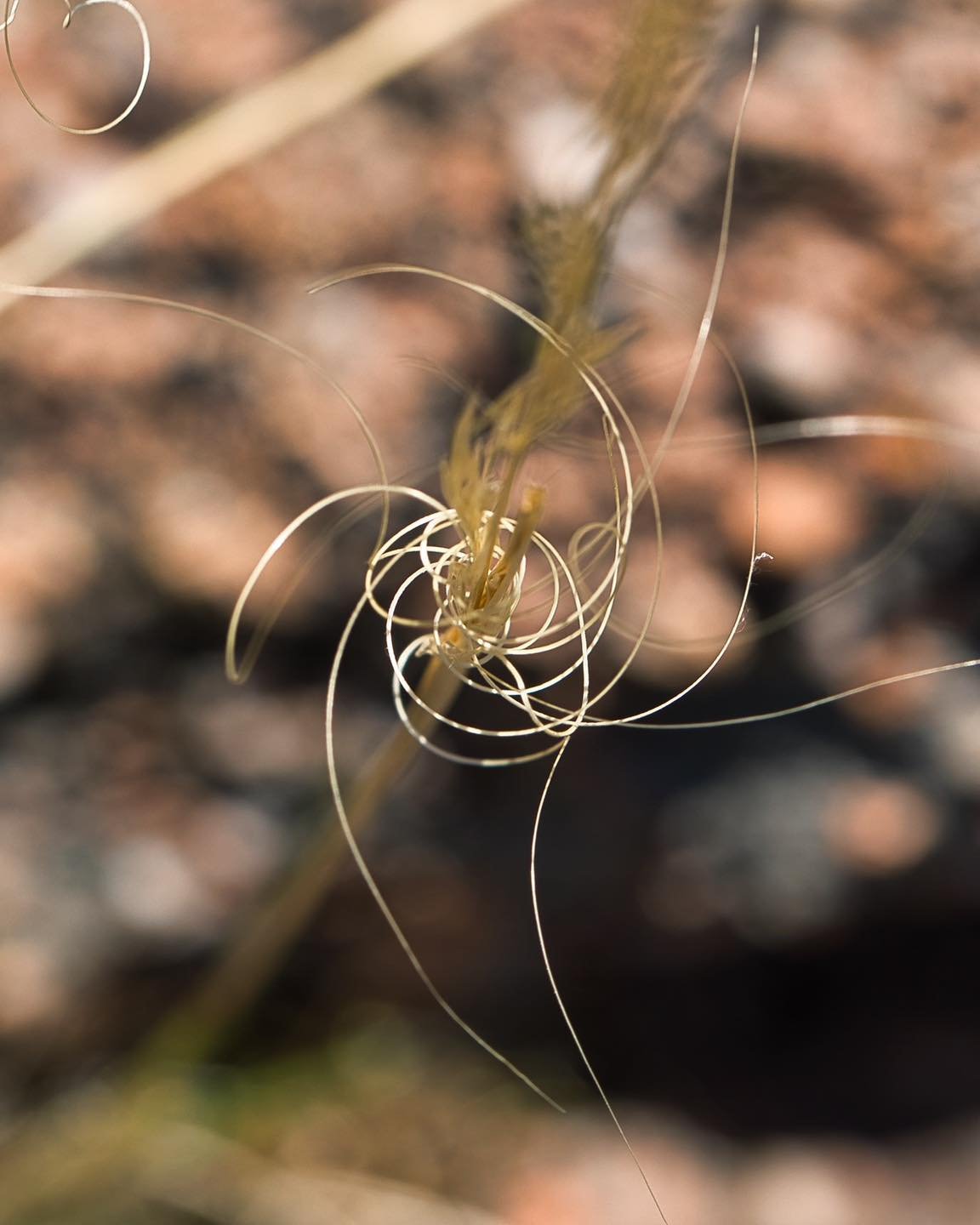 Again the common names for plants lead us astray. Whilst &lsquo;spear grass&rsquo; might be ok, &lsquo;food processor blade&rsquo; grass seems better 🤣🤣🤣🤣