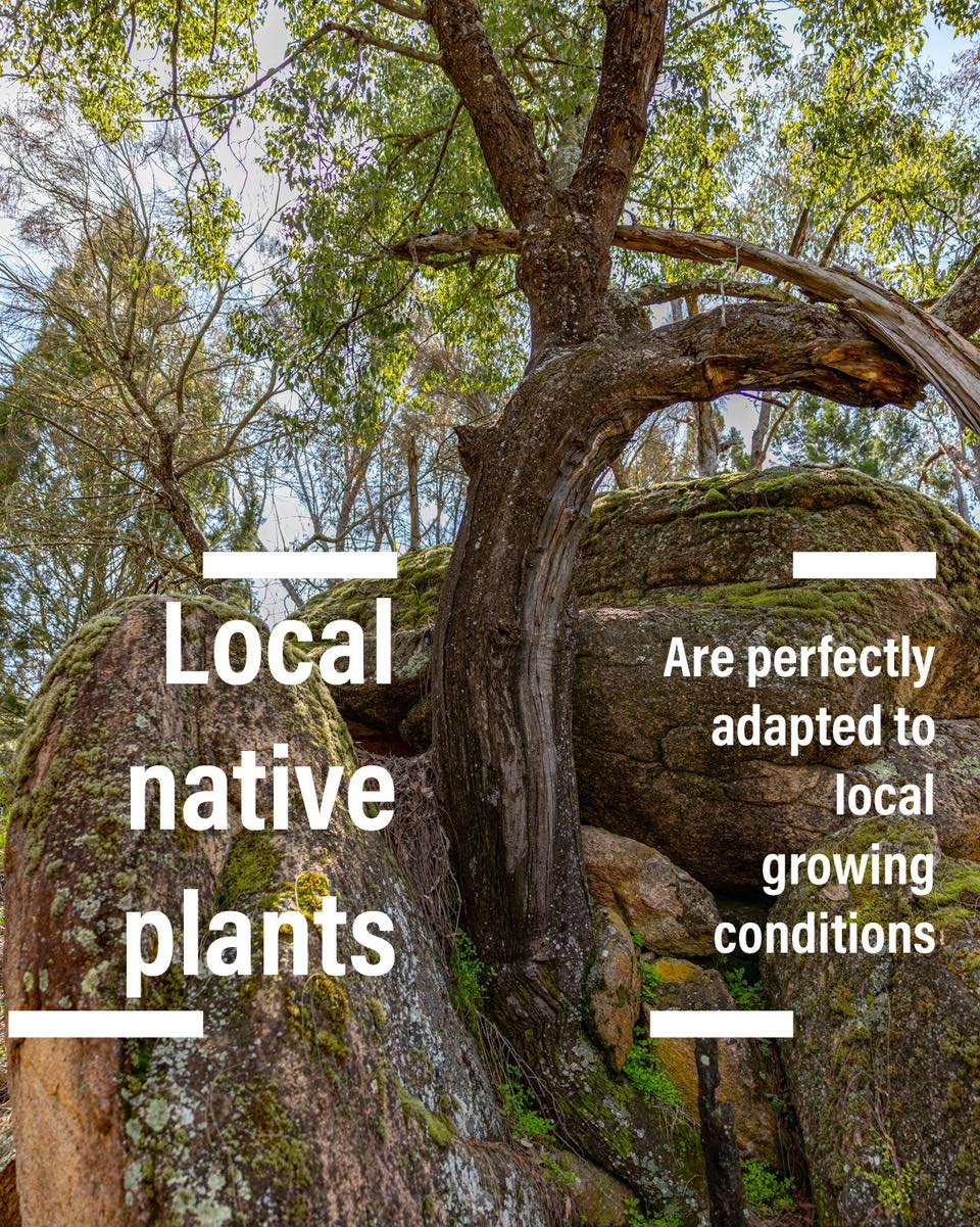 Local native plants. We specialise in only propagating and selling plants that are indigenous to our local region. No nursery hybrids, just the plants as they are. 

Local native animals rely on these plants. And the plants themselves are naturally a