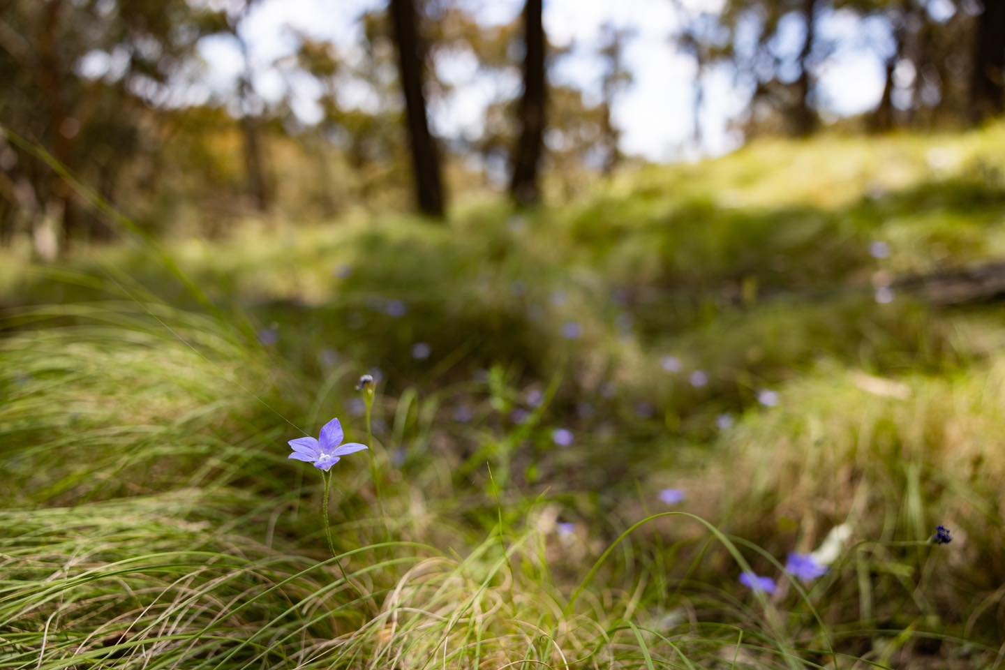 &ldquo;&hellip;the primary aim is to maintain diversity (but this is not achieved by introducing alien or even native species outside their natural ranges.) L.A.S. Johnson, (1925-1997) Director and Chief Botanist, Royal Botanic Gardens Sydney 

could