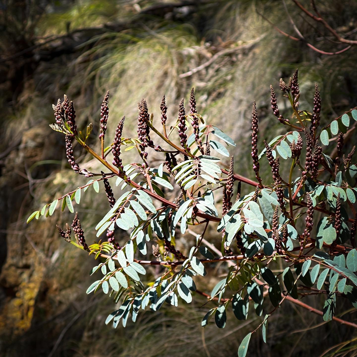 This is a local form of Indigofera australis, only minutes away from flowering, on Mt Murramurangbong.