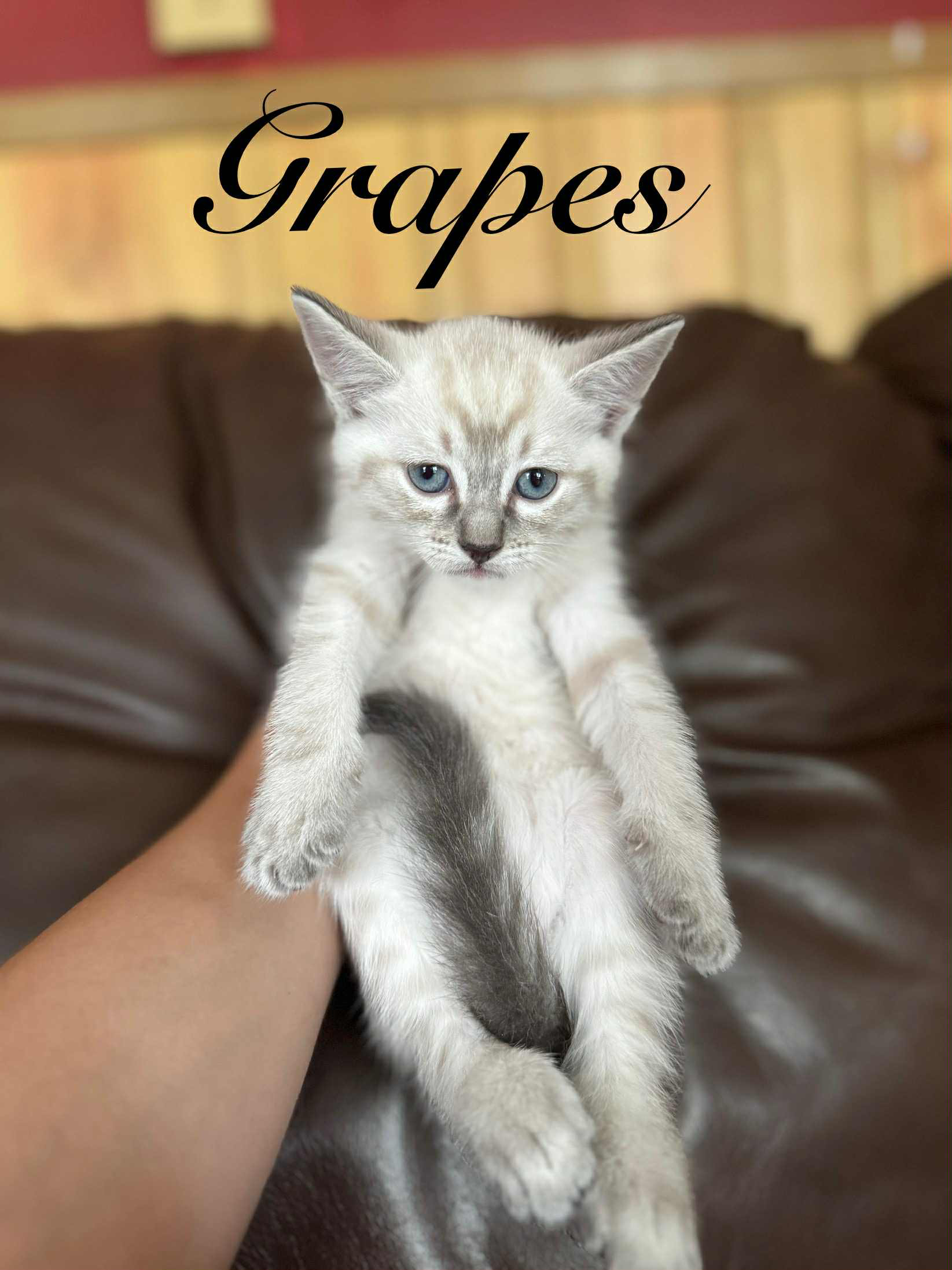Grapes 6.png