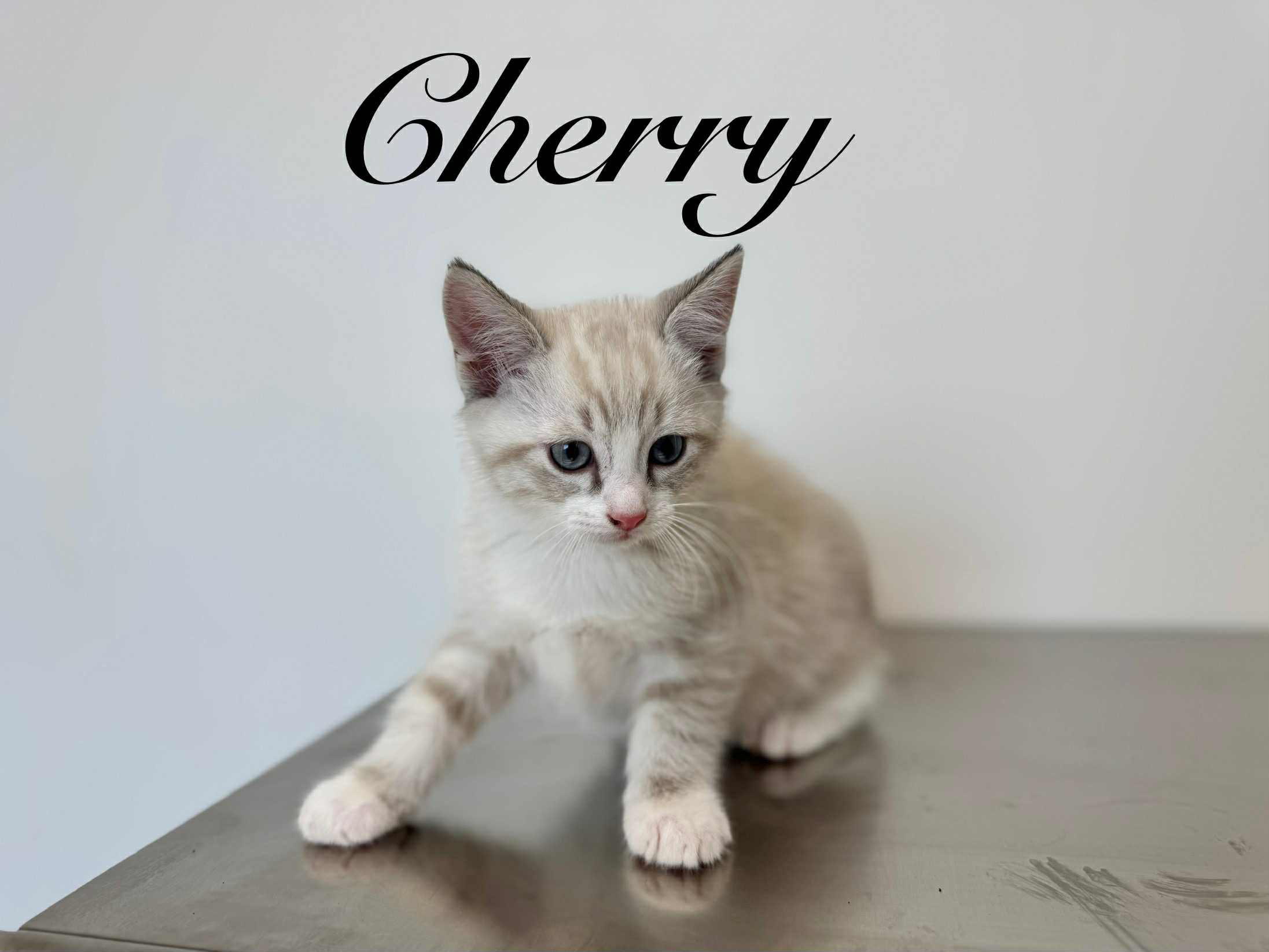 Cherry 7.png