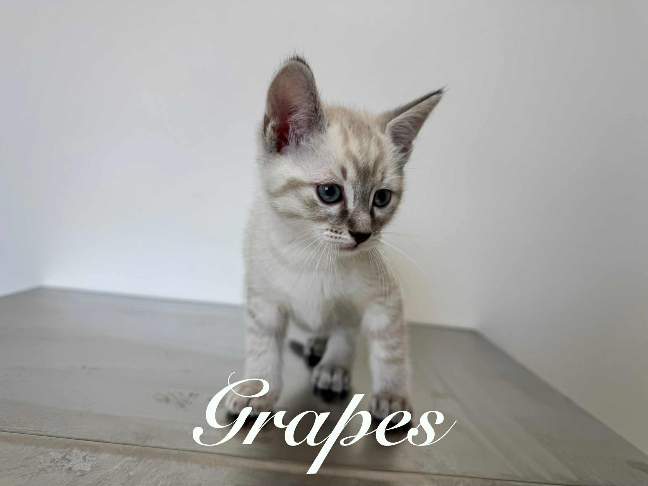 Grapes 7.png