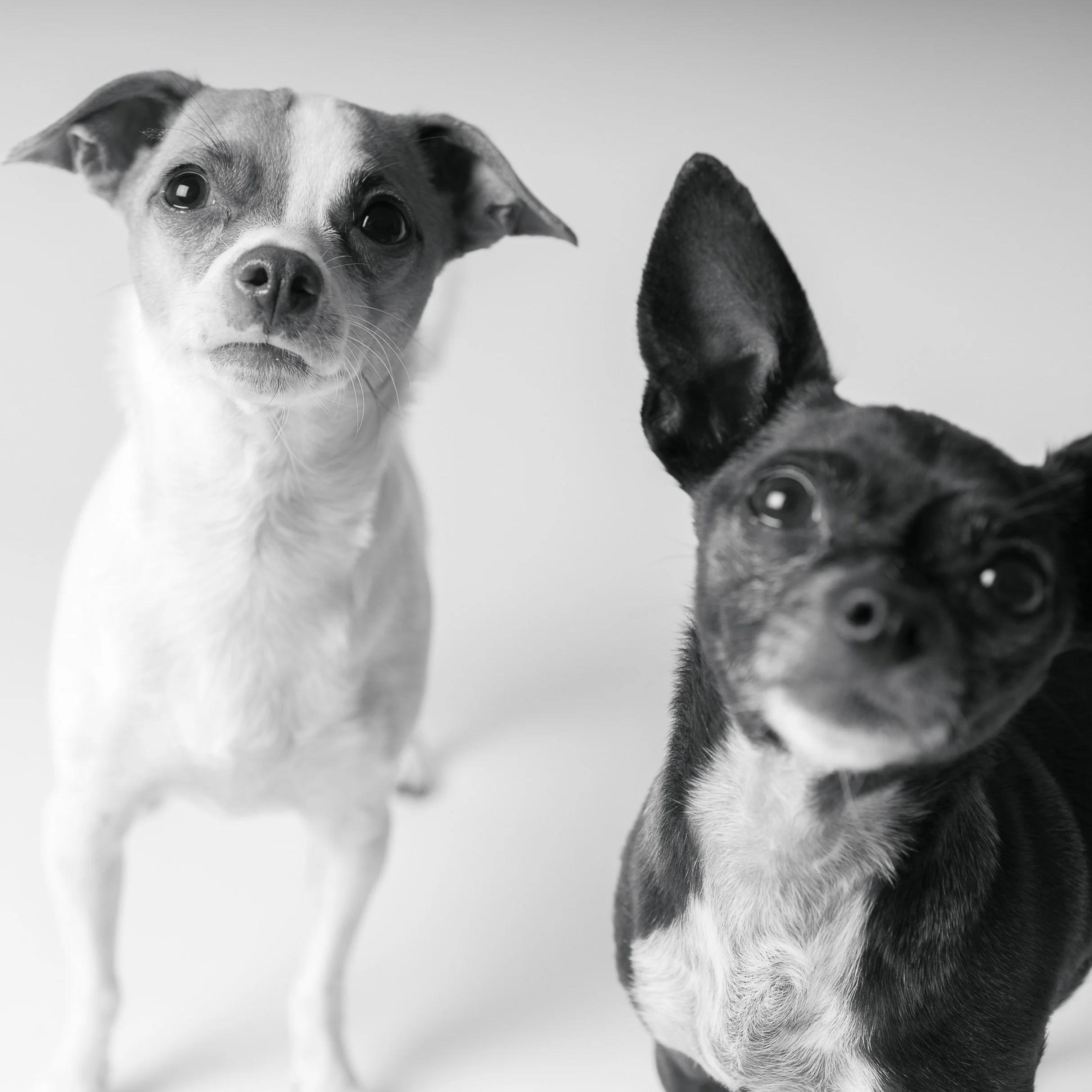 Sacramento Chihuahua Black and White Dog Photography