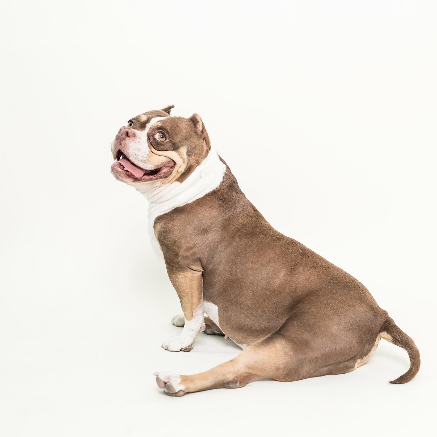 From today&rsquo;s session with Hippolita and her sibling, Harold (more to come on Harold). Pure perfection captured in one frame.

@_hippolita 
@haroldthelittlelad 
Rescued by @cleftpupgirl 

#rescuedogsofinstagram #adoptdontshop #dogsofinstagram #d
