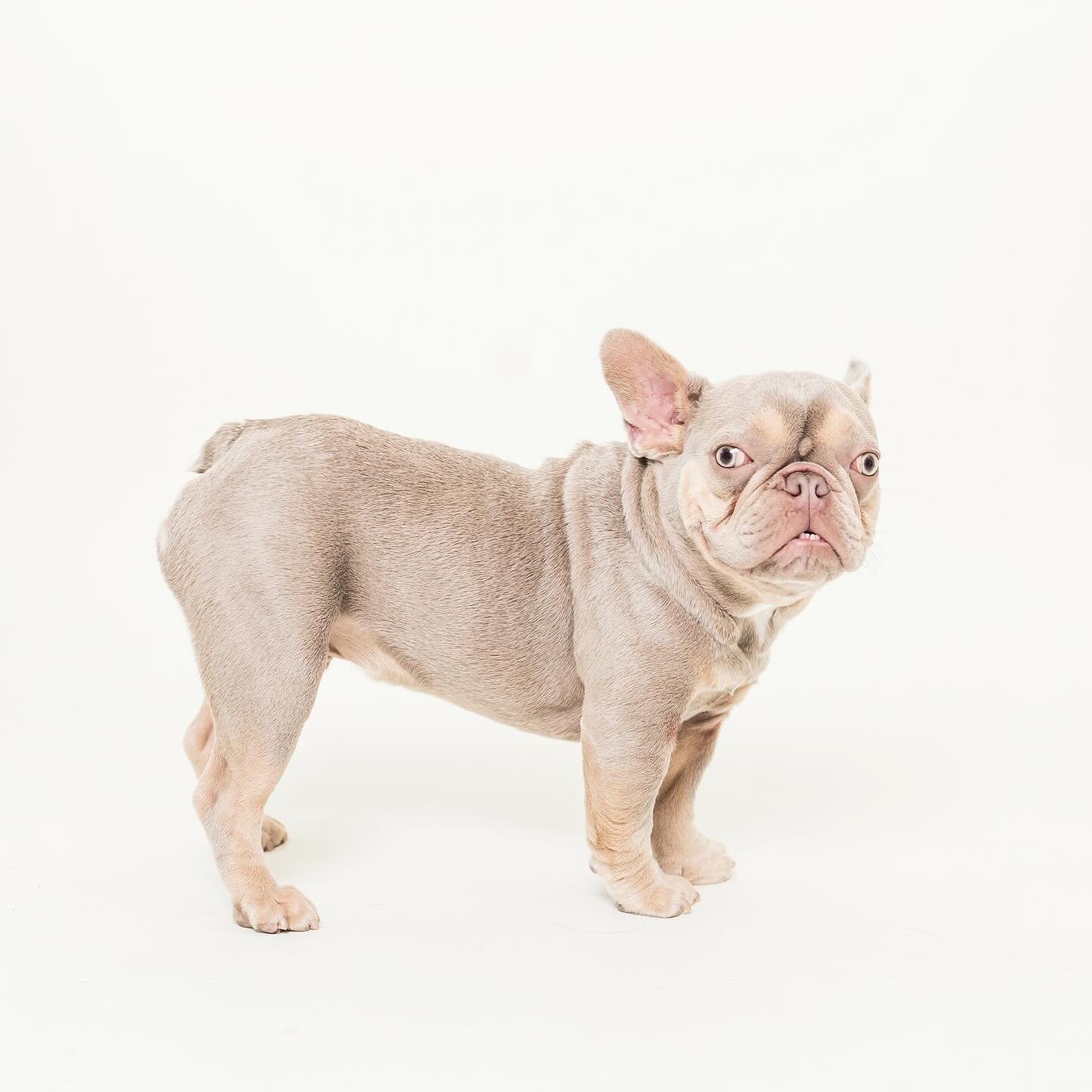 Harold still stealing hearts, including mine.

@haroldthelittlelad 
Rescued by @cleftpupgirl 
Fostered by @piggiebully 

#rescuedogsofinstagram #adoptdontshop #frenchie #sactowndogs #dogportraits #dogsofinstagram #sacramentophotographer #dogsonpapers