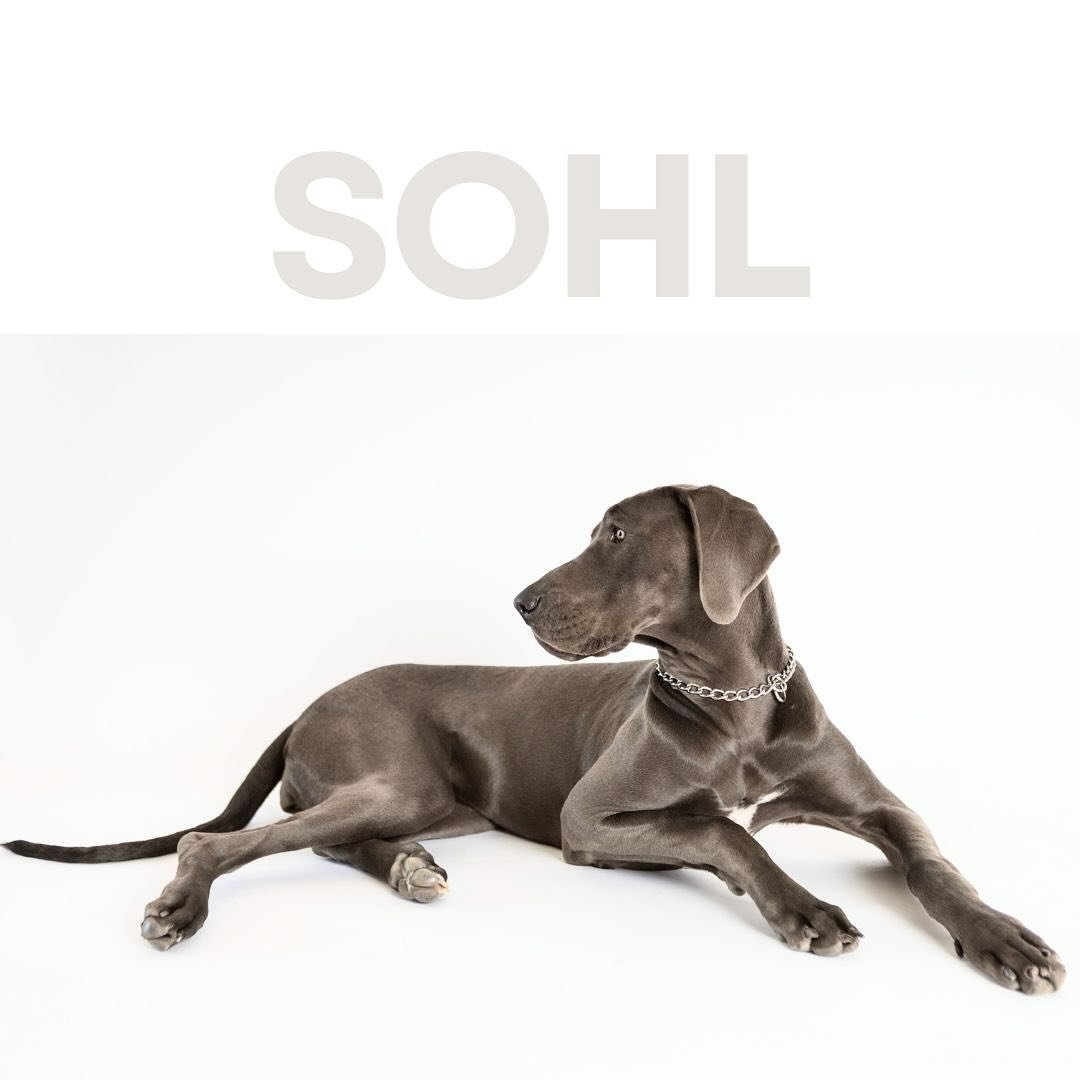 The beautiful Sohl.

@sidney.matzke 

#greatdane #graceful #souldog #dogportrait #dogphotography #canonshooter #sacramentophotographer #fairoaks #dogsonpaperstudio #dogsonpaper