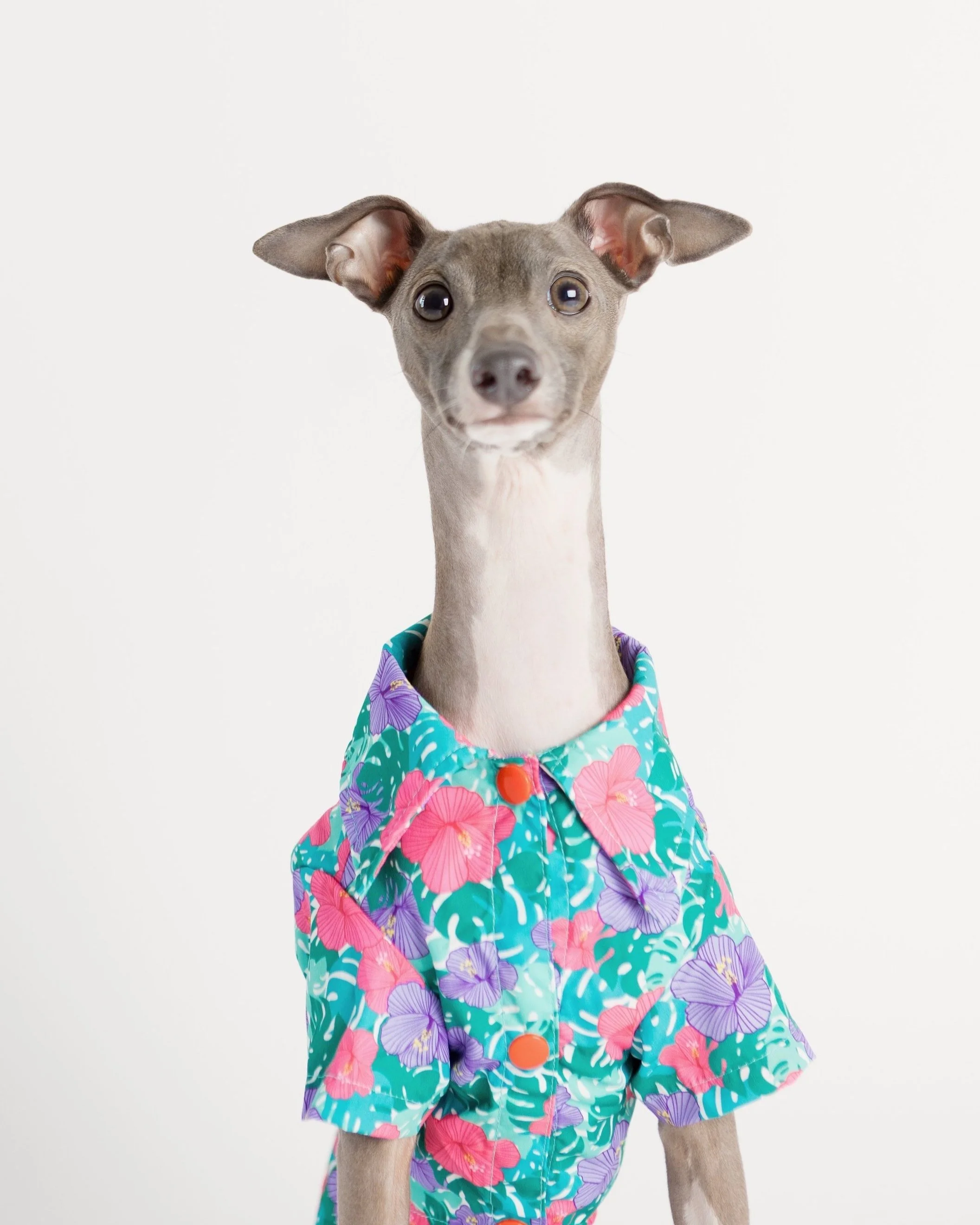 Sacramento Pet Photo Studio Italian Greyhound in Hawaiian Shirt