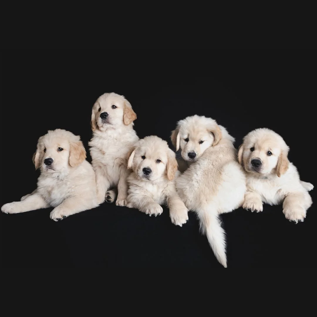 Folsom Pet Photography Labrador Retriever Puppies