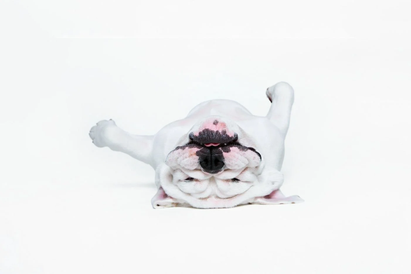 Sessions to Capture Your Dog as the Work of Art They Truly Are