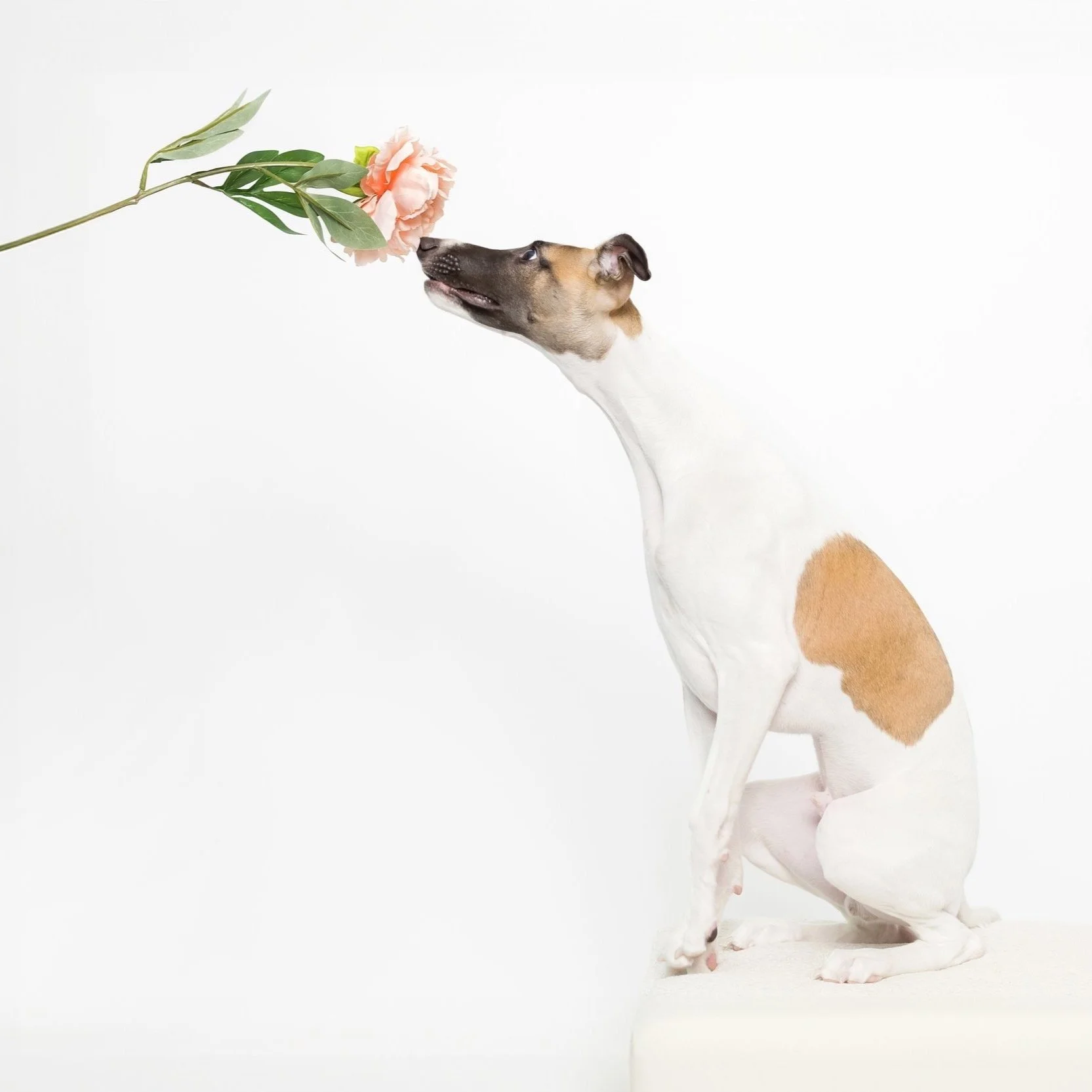 Sacramento Pet Photography Whippet Dog With Flower