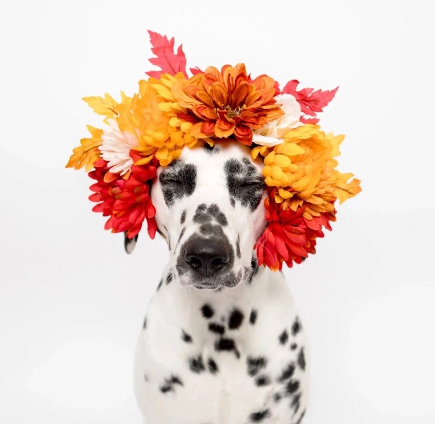 dixie_autumn_101724-2393.jpg