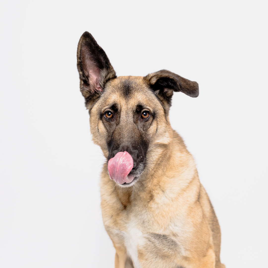 Canine Classics: A Portrait Collection