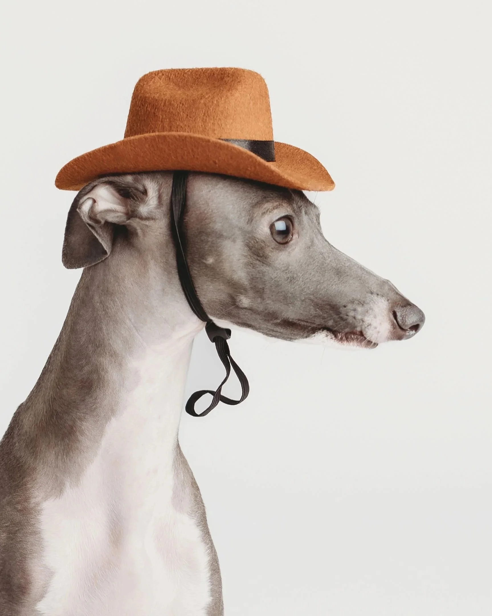 dogsonpaper1.jpg